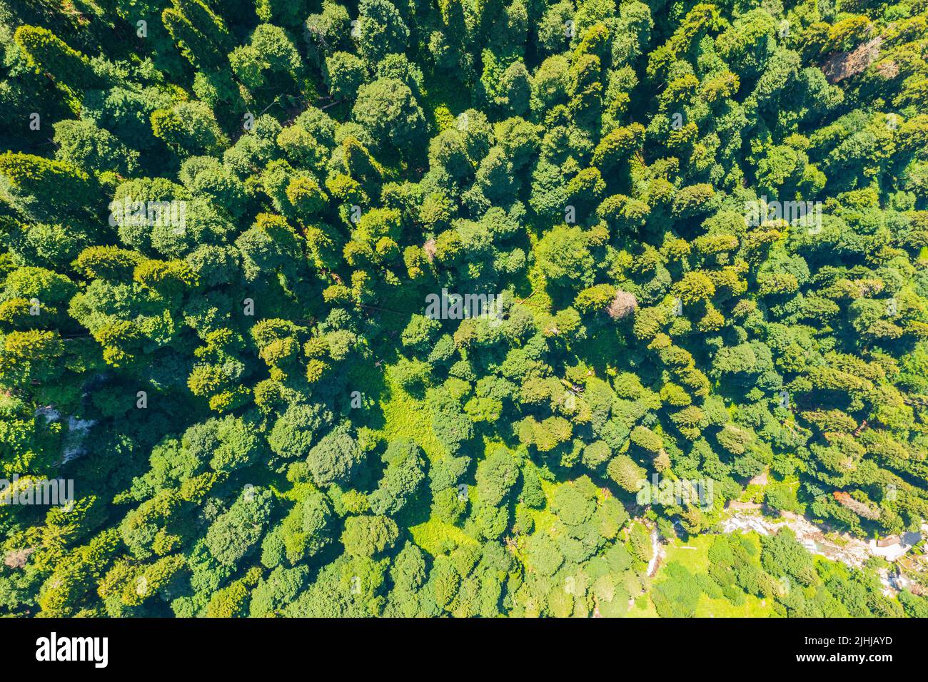 Vista superior aérea bosque coníferas árbol. Desfiladero con un río en un bosque de coníferas de montaña Foto de stock
