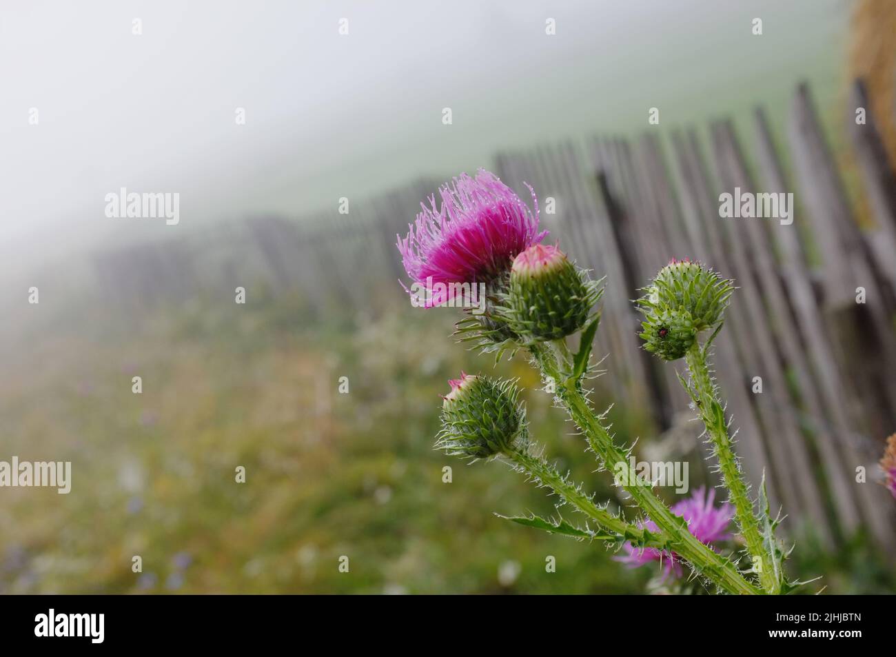 thistle floreciendo con rocío en la niebla de la montaña en Serbia Foto de stock