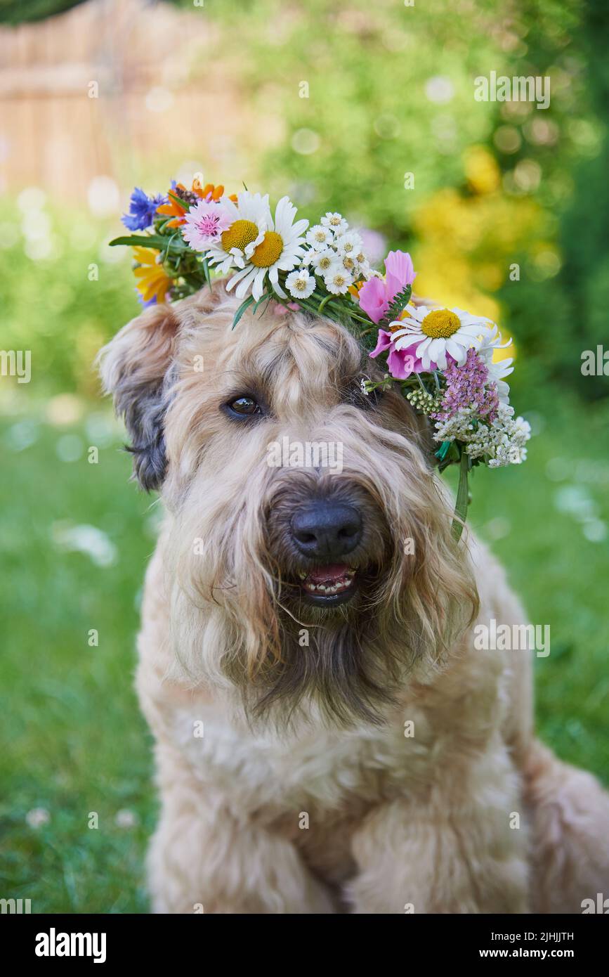 El perro esponjoso del terrier del wheaten se cría en una corona de flores brillantes en un claro verde. Foto de stock
