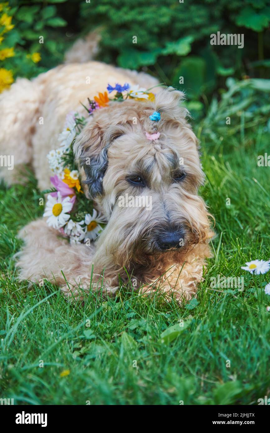 El perro esponjoso del terrier del wheaten se cría en una corona de flores brillantes en un claro verde. Foto de stock