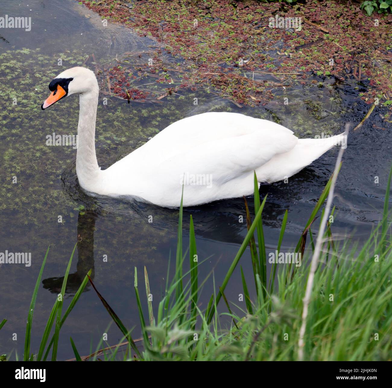 Swan, nadando en un canal de drenaje cerca de Foulmead Farm, Lydden Valley, Kent Foto de stock