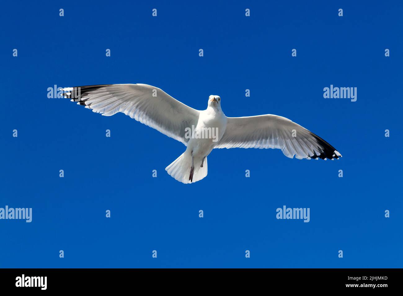 Gull, con un pie perdido, manteniendo una posición estática en el aire contra un viento de cabeza, en el muelle de fin de Deal Foto de stock