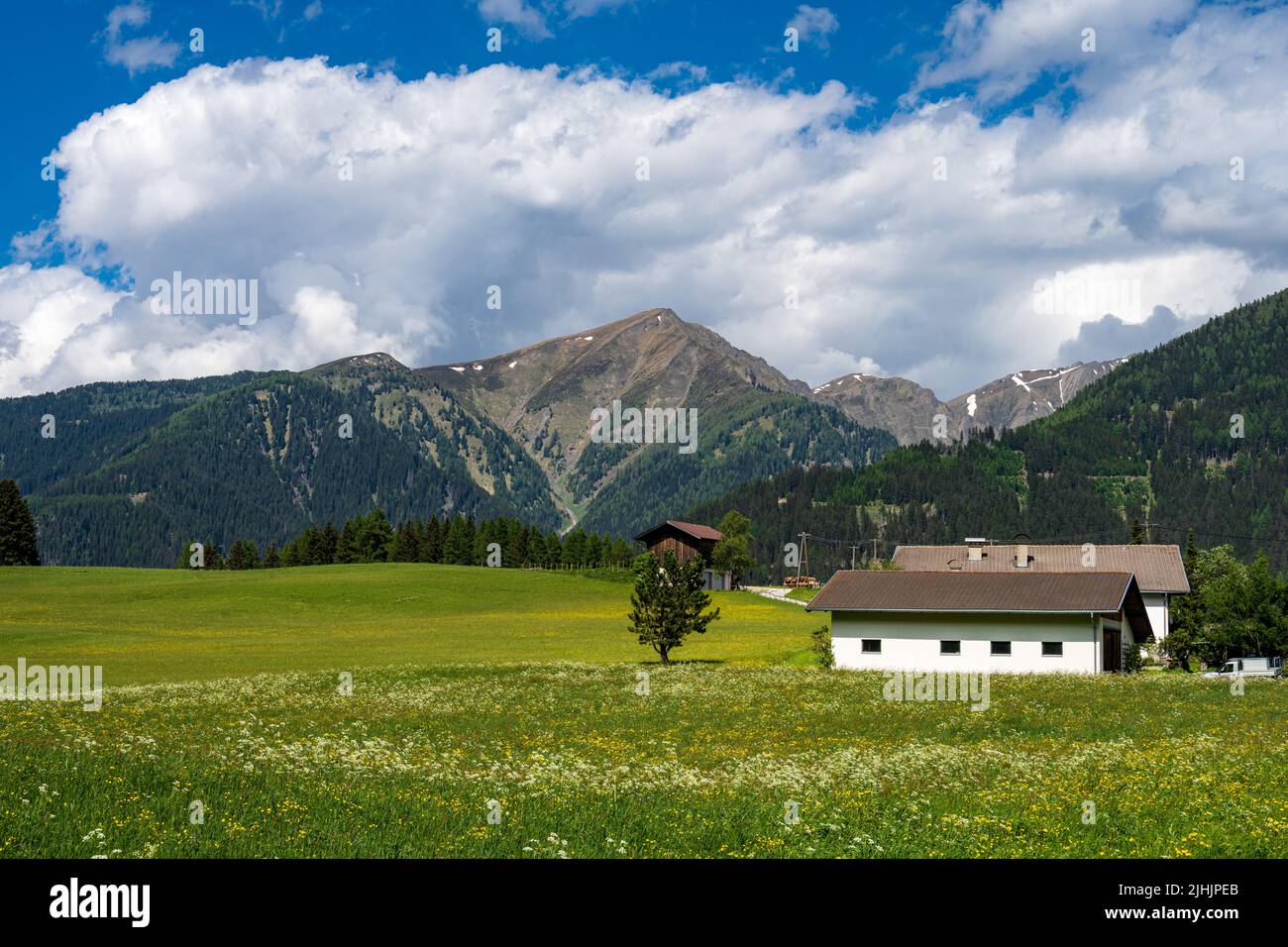 Eine satte Almwiese mit gelben Blumen und Berge am Rande einer Landstraße in den Alpen Foto de stock