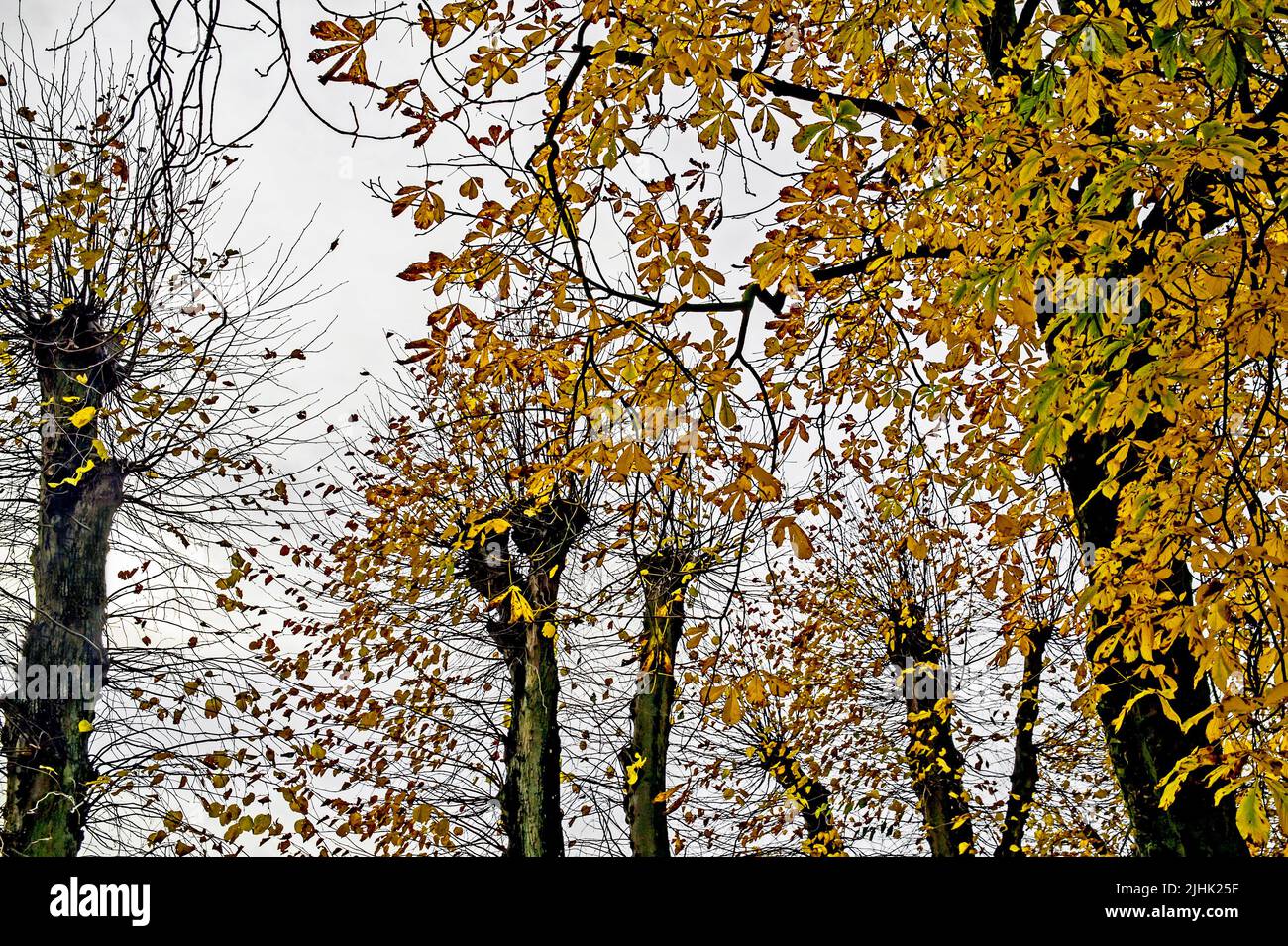 Árboles en otoño; Bäume im Herbst Foto de stock