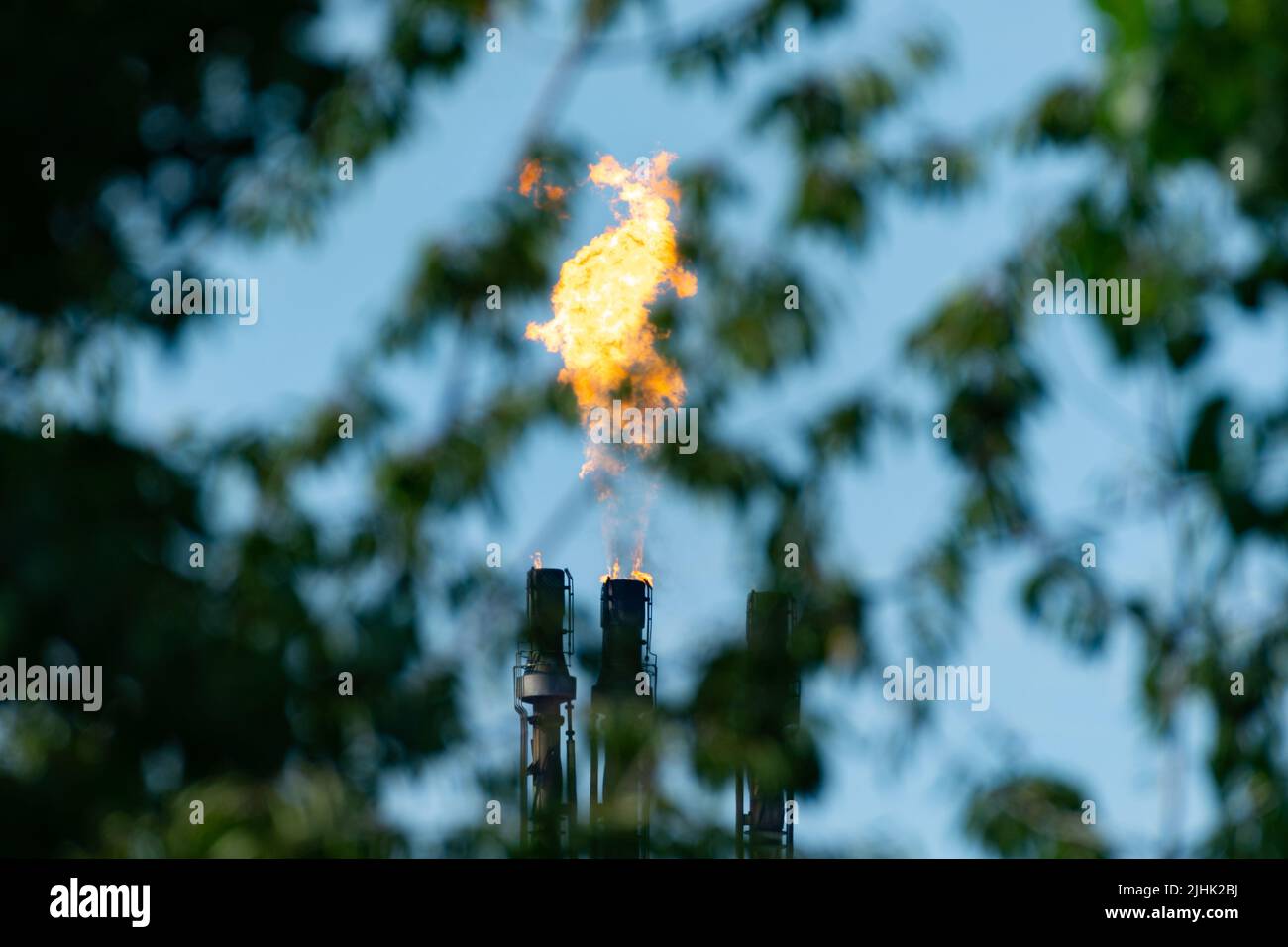 Explosión de gas de refinería de petróleo, pila de llamaradas quemando el exceso de gas, visto desde detrás de un árbol. Llama de refinería de petróleo, llamarada, quema, chimenea, contaminación. REINO UNIDO Foto de stock
