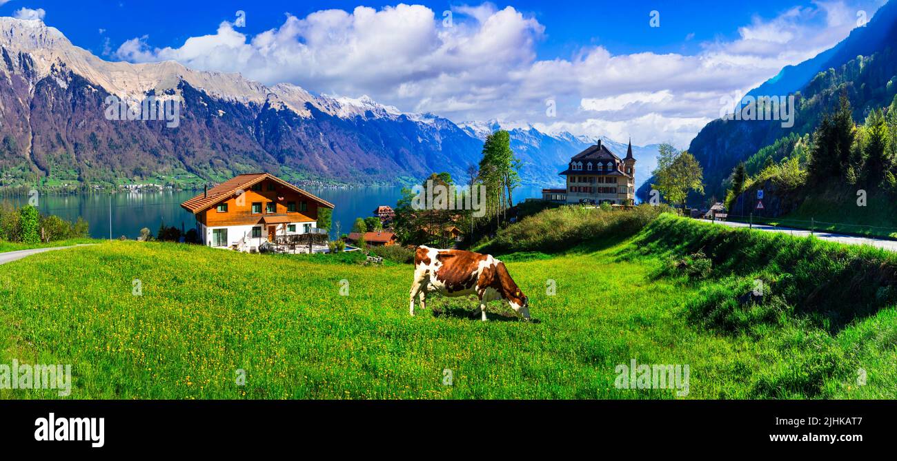 Idílico paisaje natural suizo - prados verdes con vacas, rodeado de montañas de los Alpes. Pintoresco lago Brienz, pueblo de Iseltwald Foto de stock
