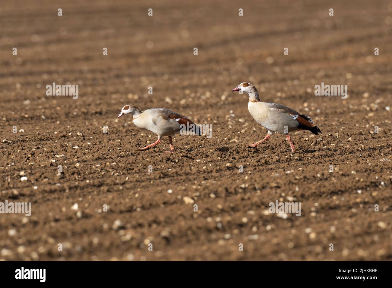 Un par de gansos egipcios-Alopochen aegyptiaca. Foto de stock