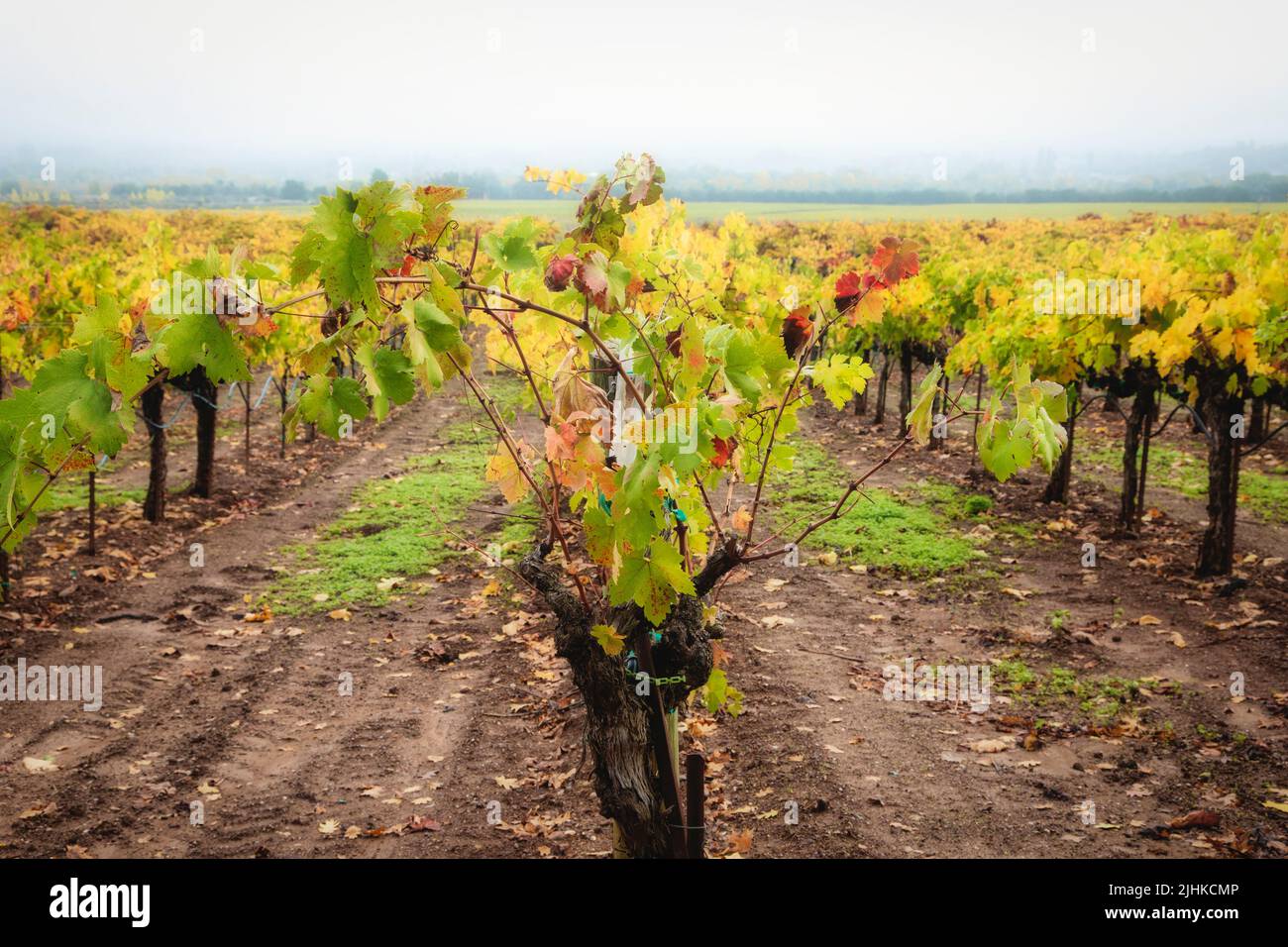 Las hojas en los viñedos del Condado de Sonoma cambian a color otoñal en California. Foto de stock