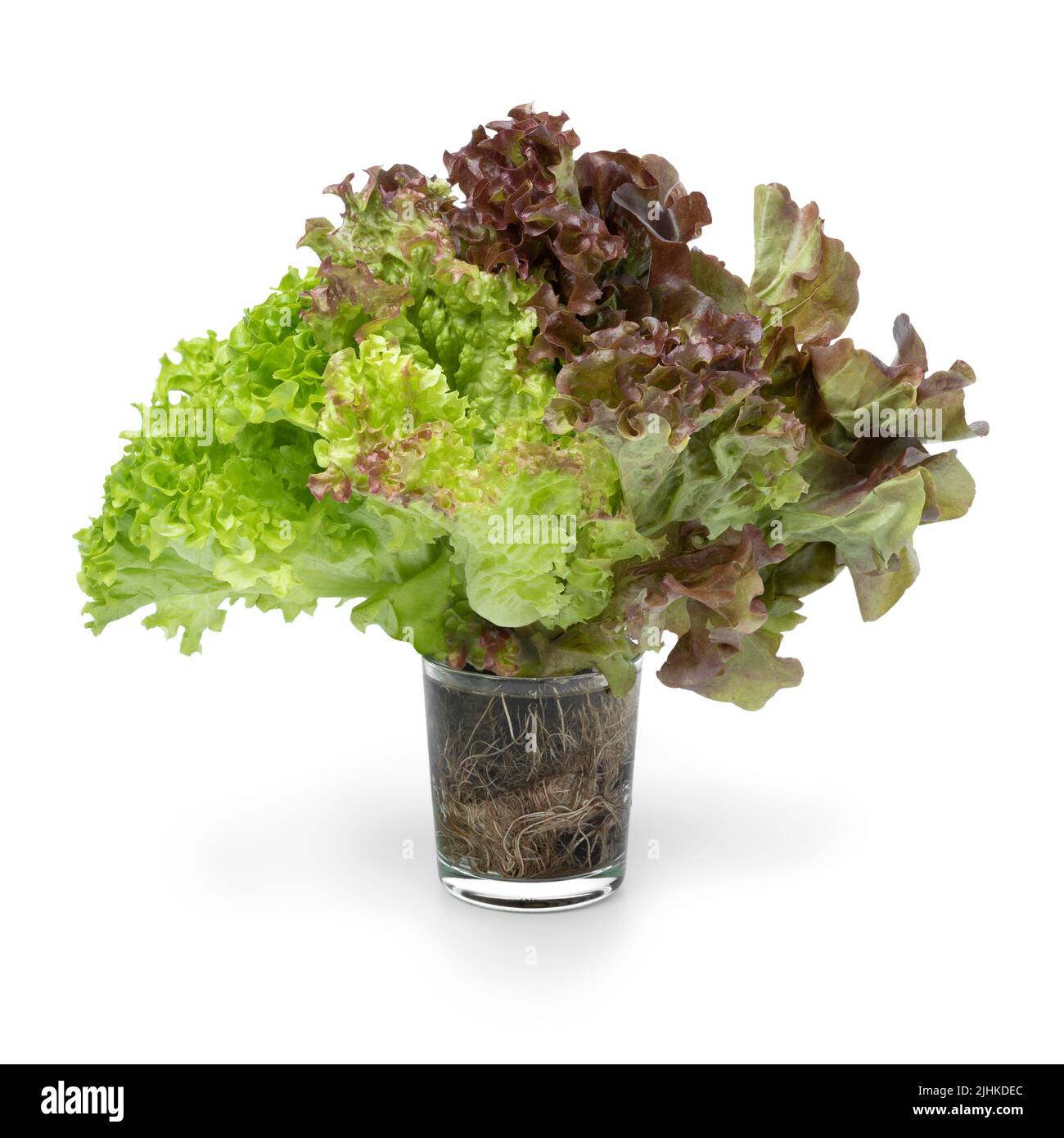 Taza de cristal con una variación de tres tipos de lechuga de raíces frescas aisladas sobre fondo blanco Foto de stock