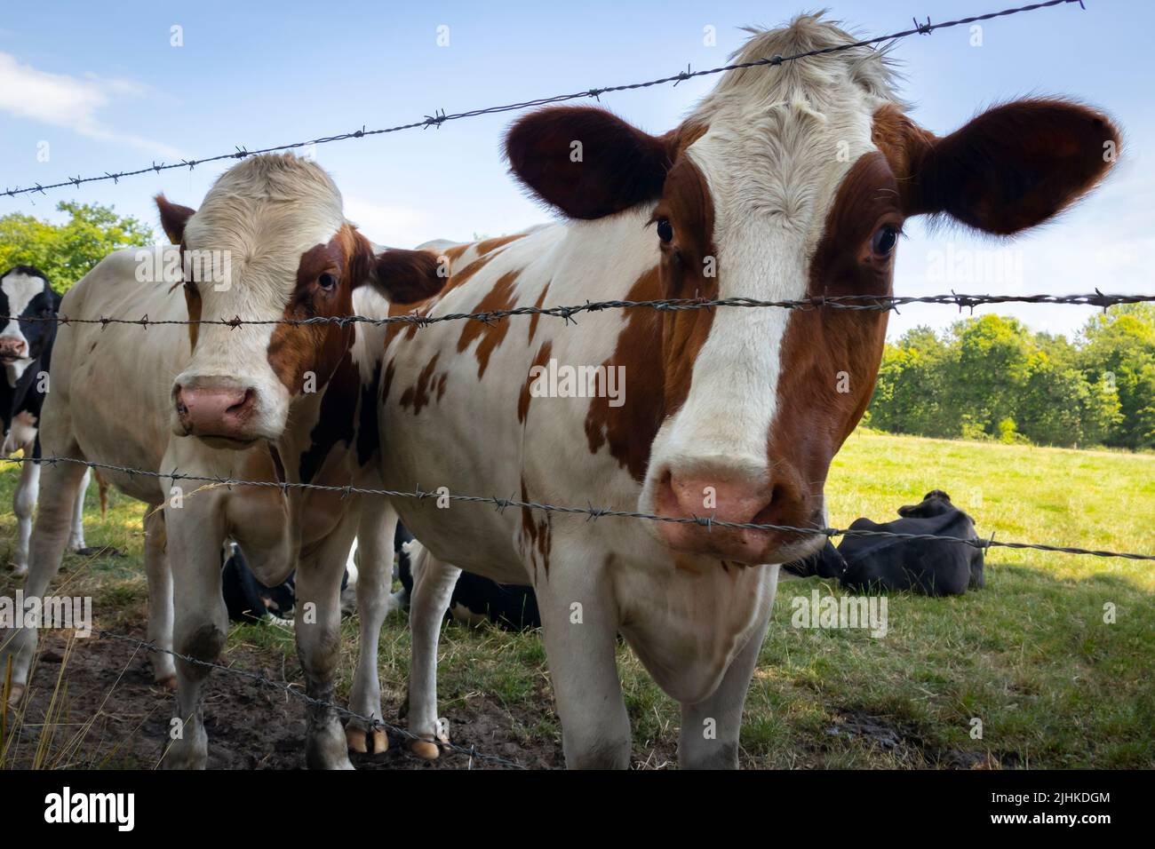 Grupo de curiosas vacas marrones y blancas detrás de alambre de púas en el prado de Holanda Foto de stock