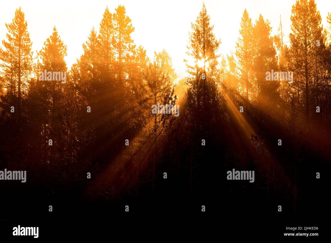 Rayos solares que fluyen a través de pinos en el bosque con niebla niebla mañana calor Foto de stock