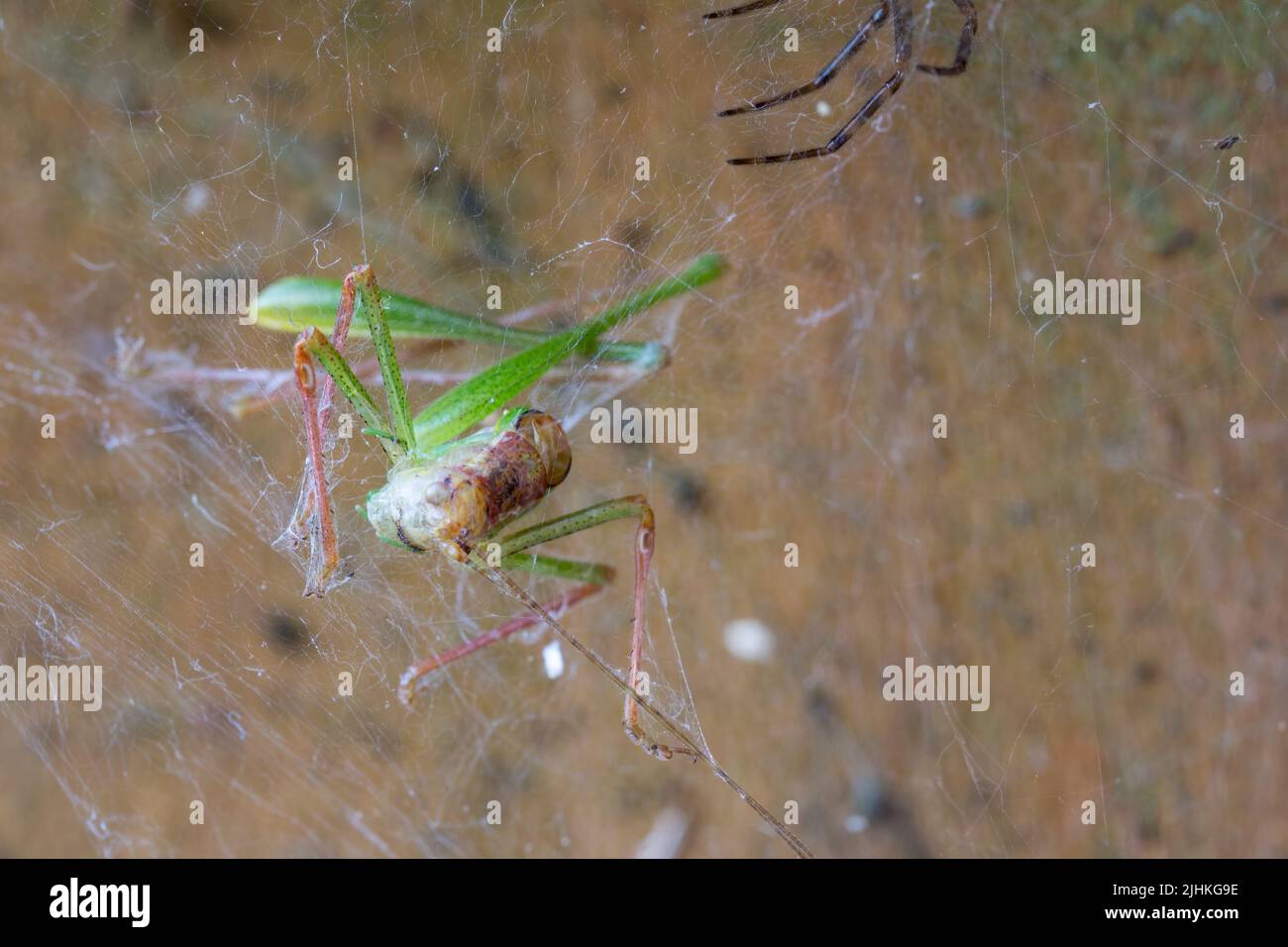 Grasshoper verde en tela de araña en la puerta de jardín moteado cricket arbusto (leptophyes punctatissima) puntos negros minúsculos que cubren el cuerpo, tiene largas piernas espinosas Foto de stock