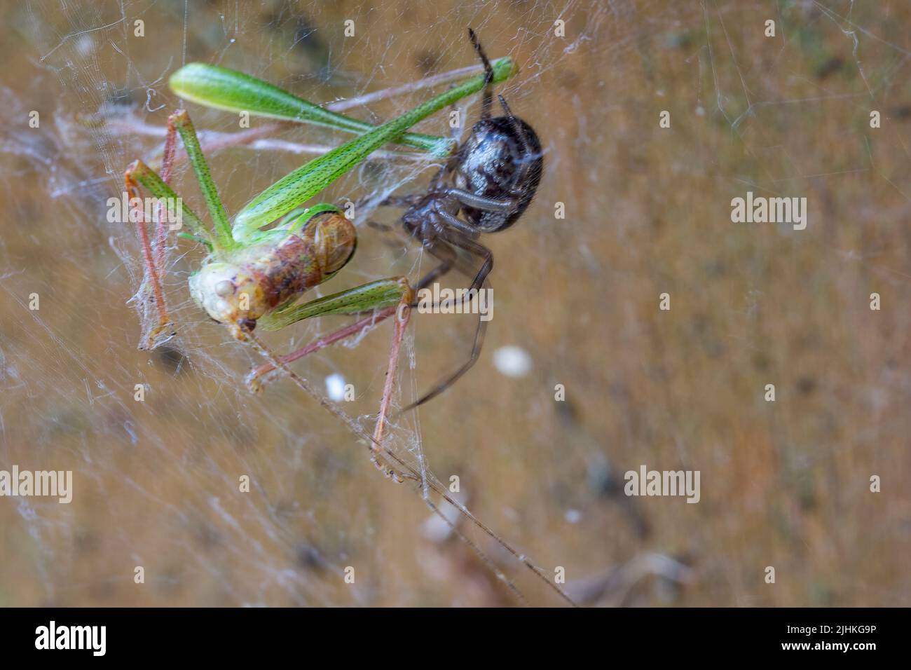 Grasshoper verde en tela de araña en la puerta de jardín moteado cricket arbusto (leptophyes punctatissima) puntos negros minúsculos que cubren el cuerpo, tiene largas piernas espinosas Foto de stock