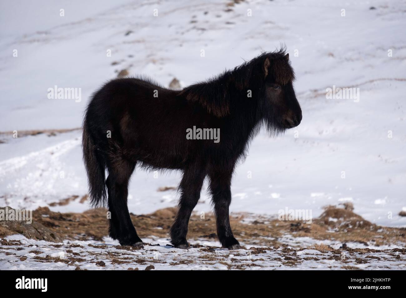 Un caballo islandés negro de un año de edad en el entorno de invierno Foto de stock