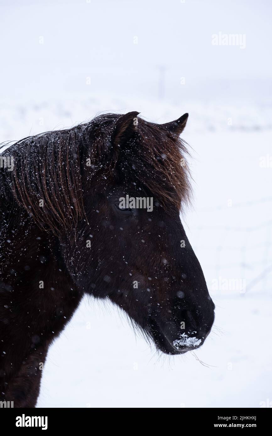 Un primer plano de un oscuro caballo islandés en entornos invernales durante una tormenta de nieve Foto de stock