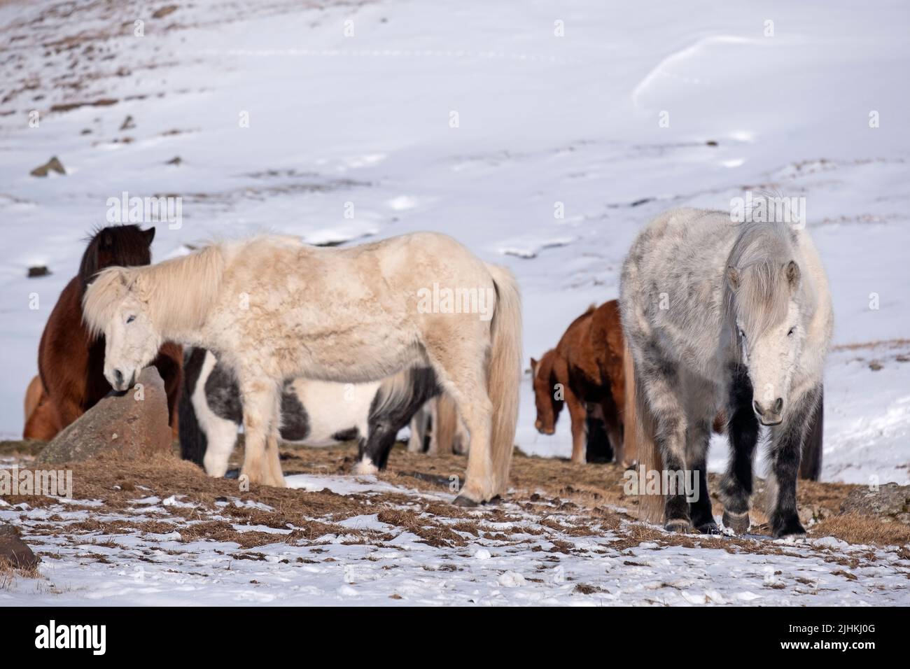 Grupo de caballos islandeses en clima frío de invierno en Islandia Foto de stock
