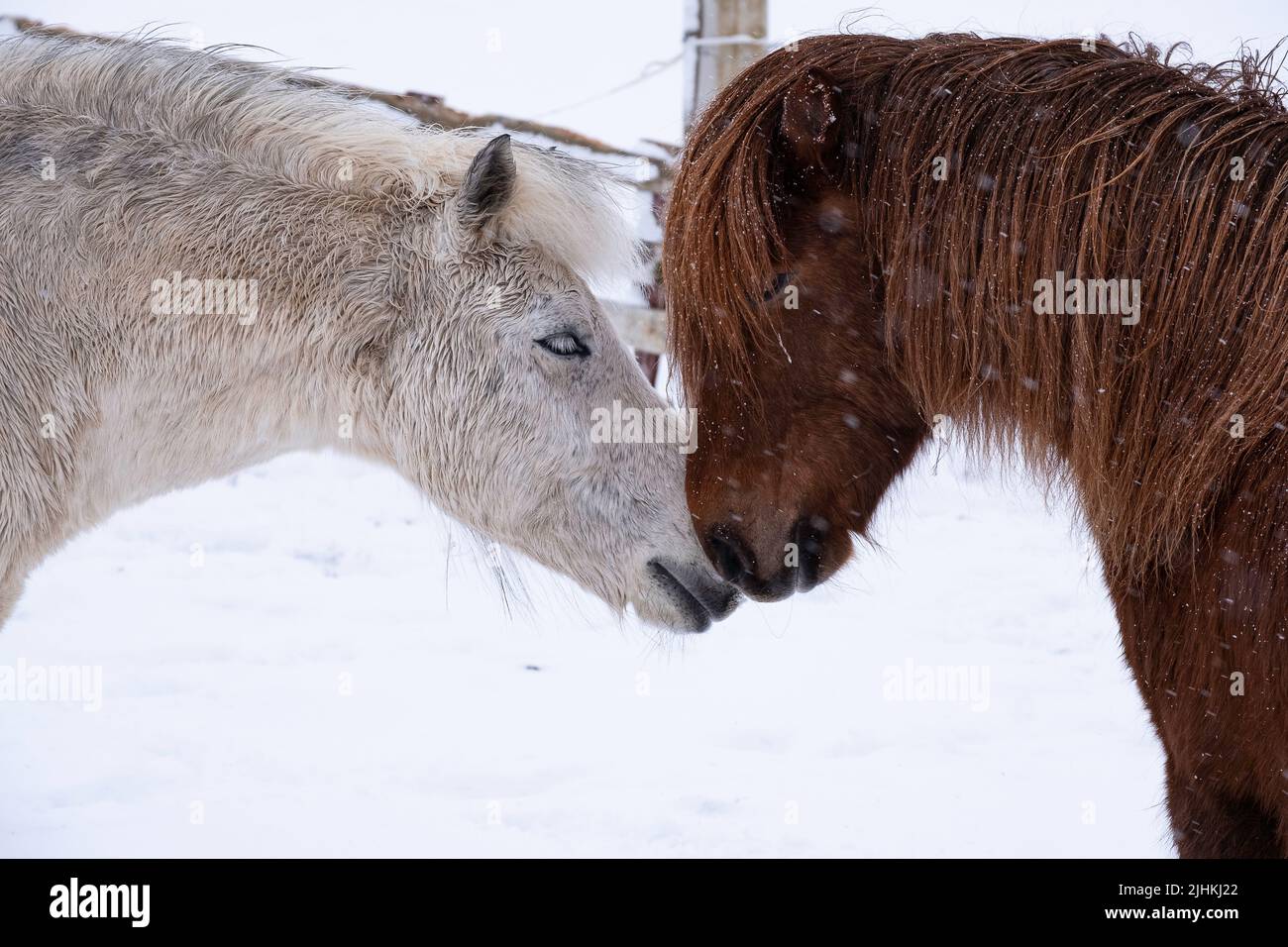 dos caballos tocando la nariz en un entorno invernal Foto de stock