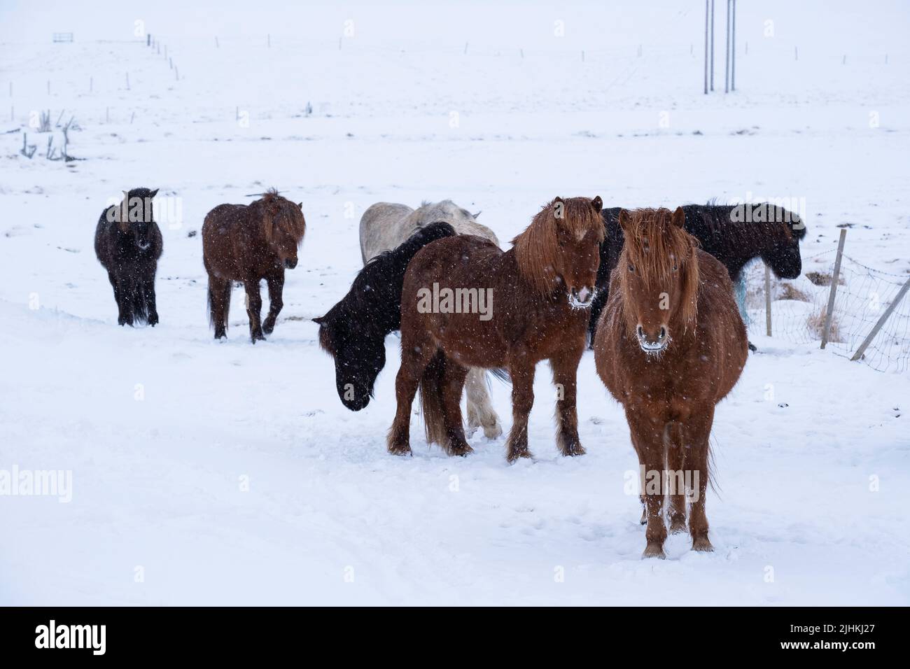 Caballos islandeses en el exterior durante una tormenta de nieve en invierno Foto de stock