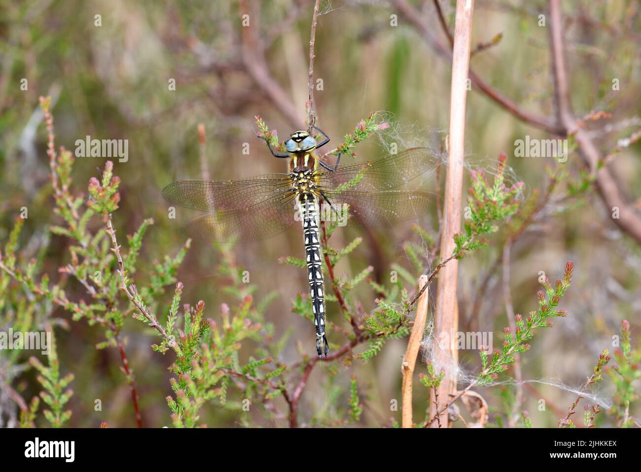 Velloso Dragonfly (Brachytron pratense) macho en reposo en ramita pequeña, Somerset, May, Inglaterra Foto de stock
