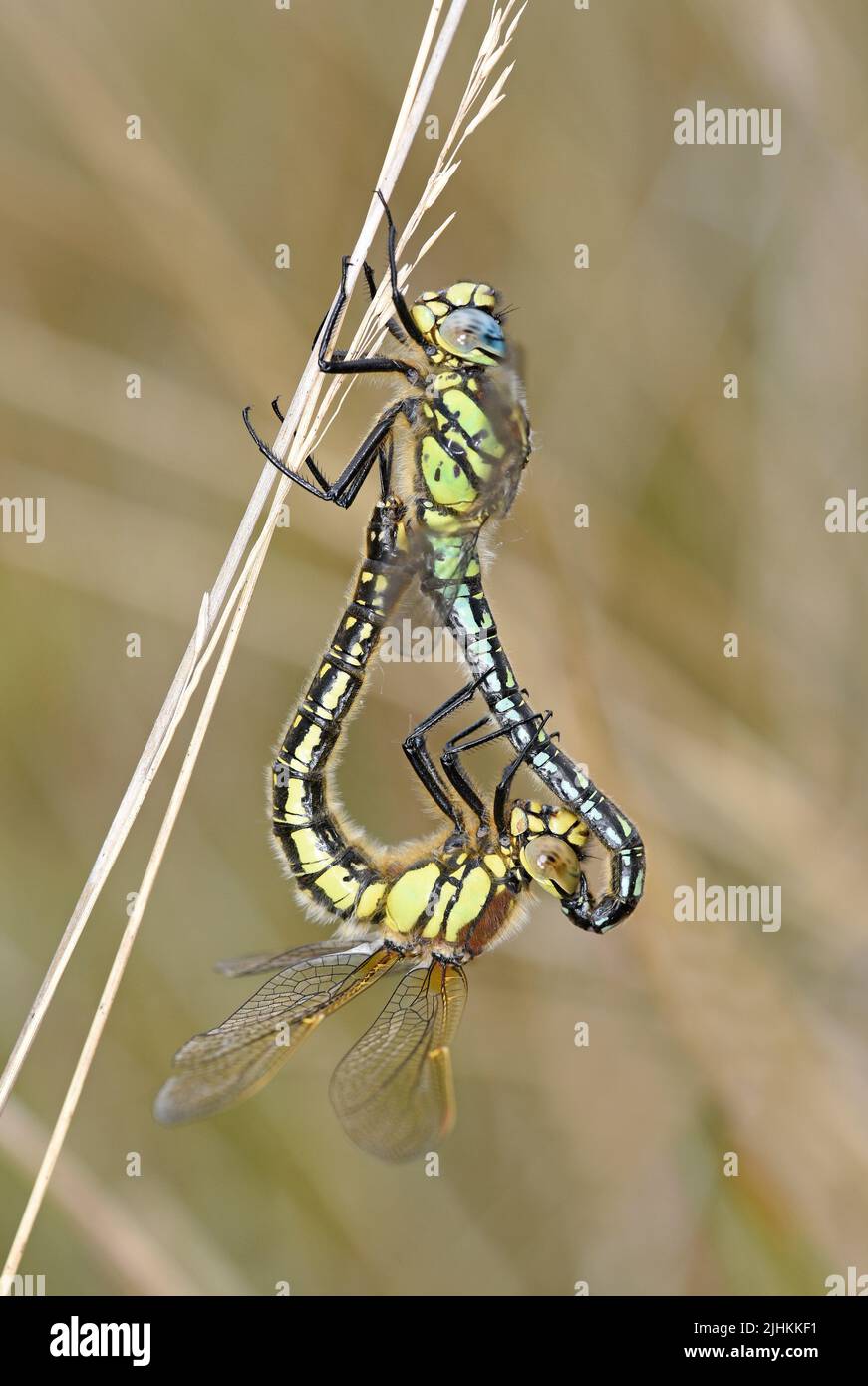 Vellosa Dragonfly (Brachytron pratense) apareamiento en pareja, Somerset, May, Inglaterra Foto de stock