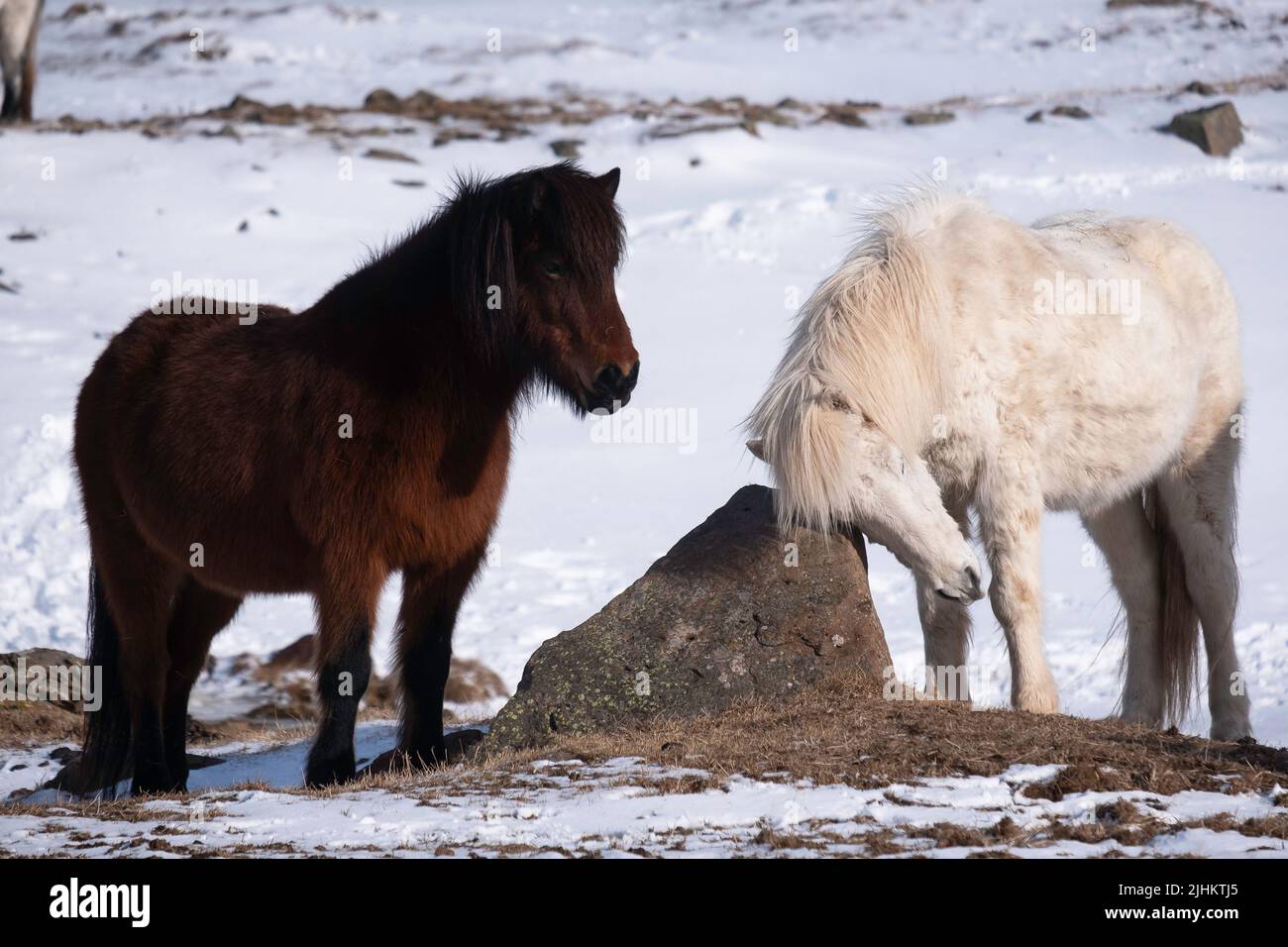 Los caballos islandeses en invierno, uno se está rascando sobre una roca con nieve en el fondo Foto de stock