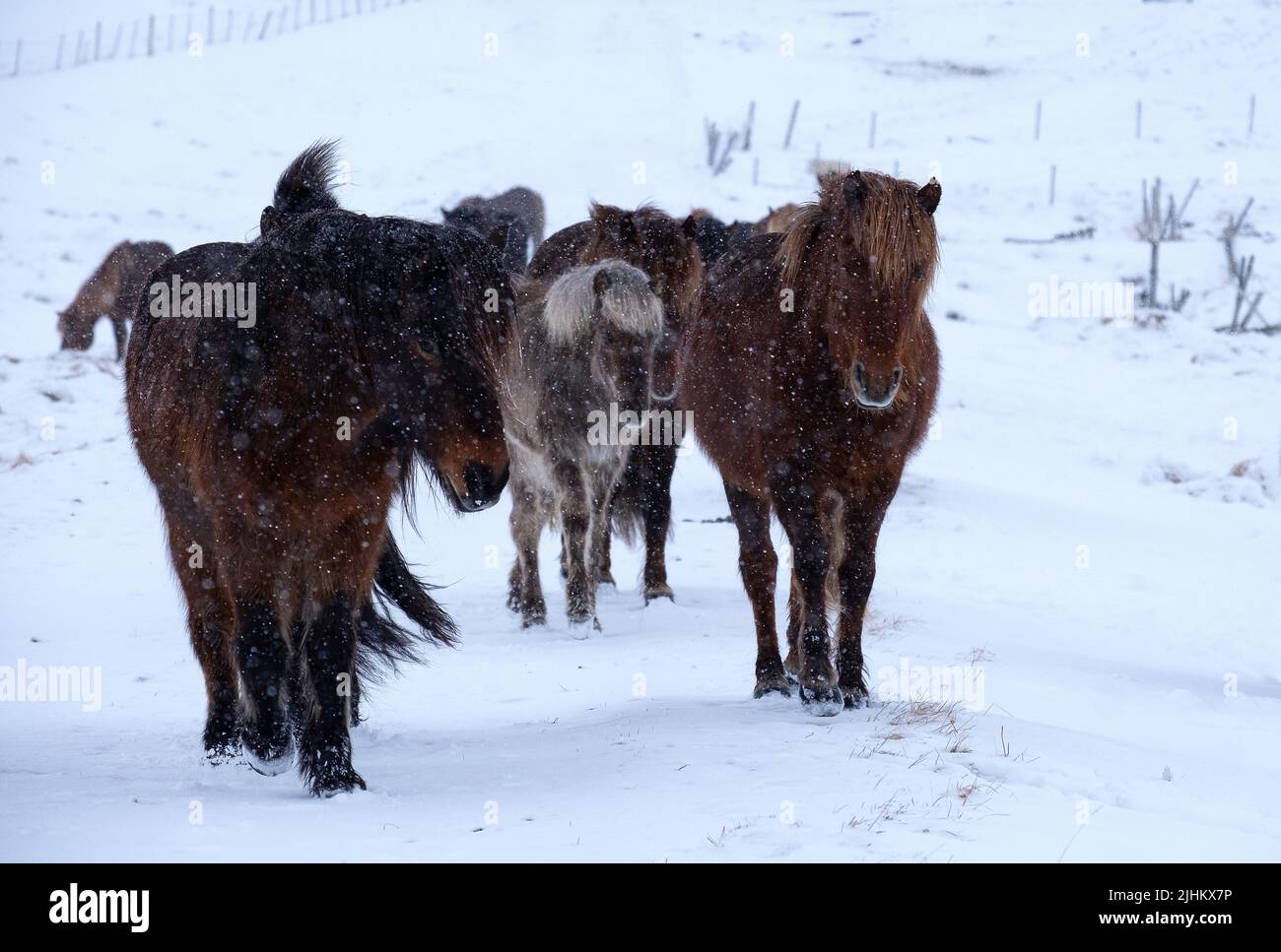 Caballos islandeses afuera en una tormenta de nieve de invierno caminando hacia la cámara Foto de stock