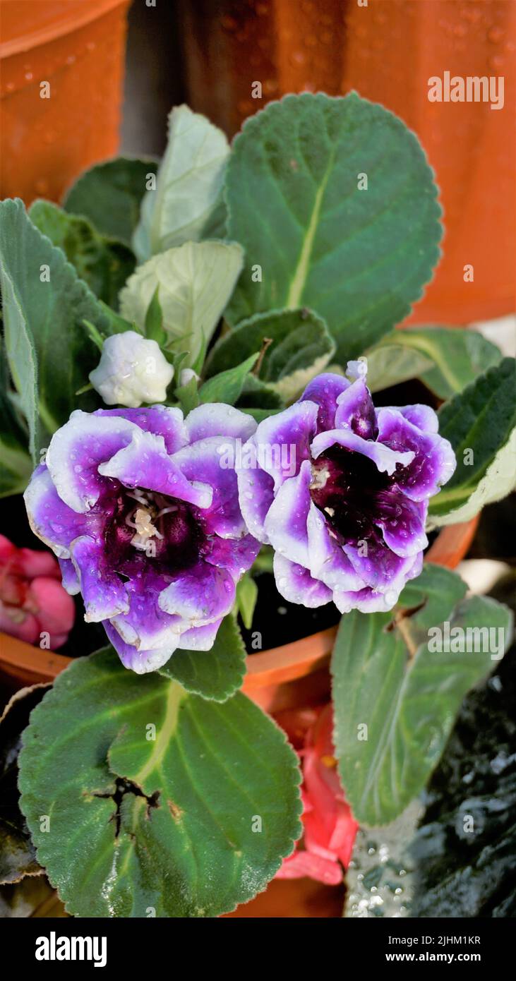 Gloxinia violeta fotografías e imágenes de alta resolución - Alamy