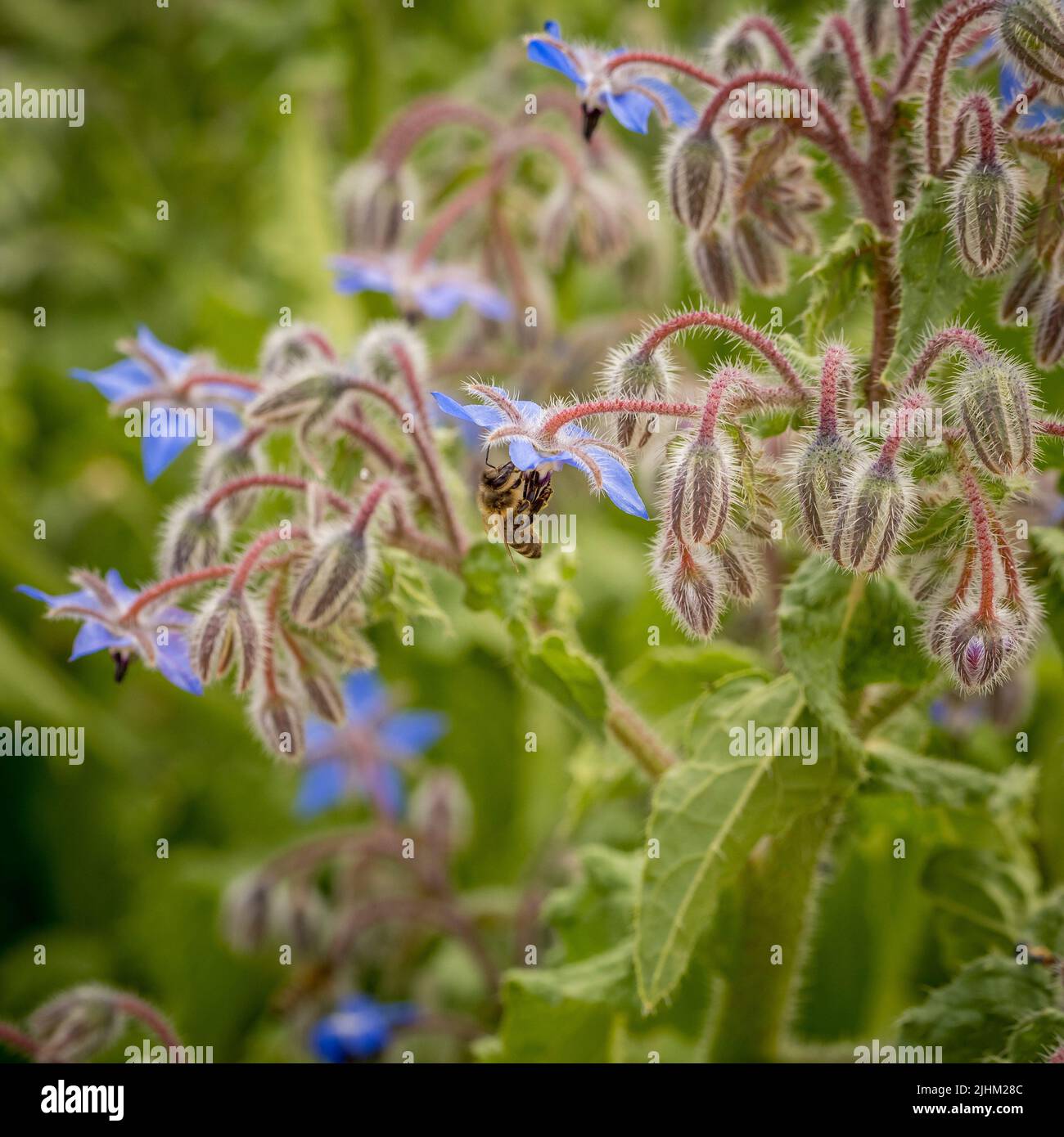 Primer plano de una abeja que poliniza una flor de borraja azul que crece en un jardín del Reino Unido. Foto de stock