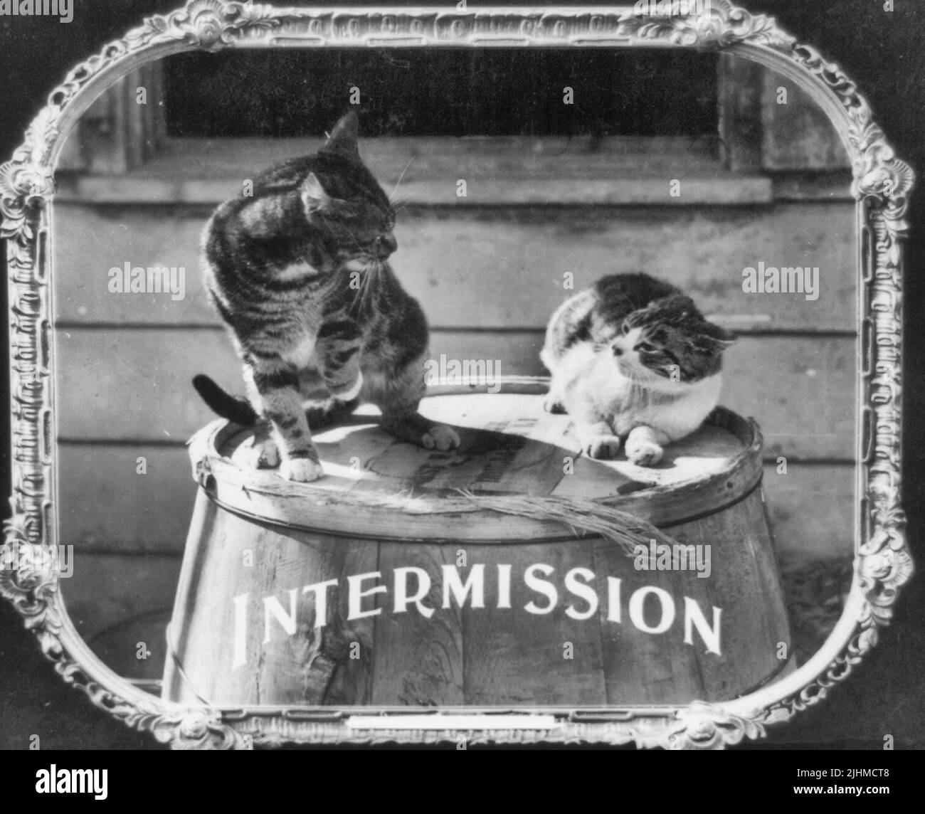 Intermedio - La foto muestra dos gatos en la parte superior de un barril. Impresión en papel positiva de una diapositiva de linterna utilizada en cines cinematográficos como anuncio, alrededor de 1912 Foto de stock