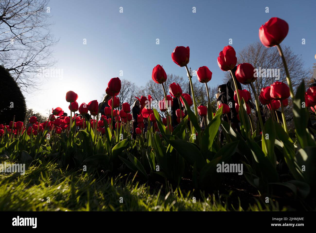 Tulipanes en el Jardín Público de Boston Foto de stock