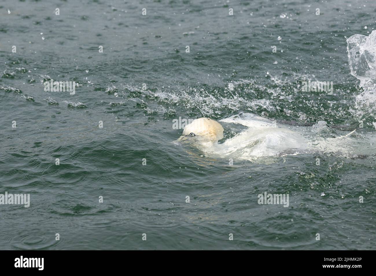 Gannet (Morus bassanus) buceando en el Mar del Norte Foto de stock