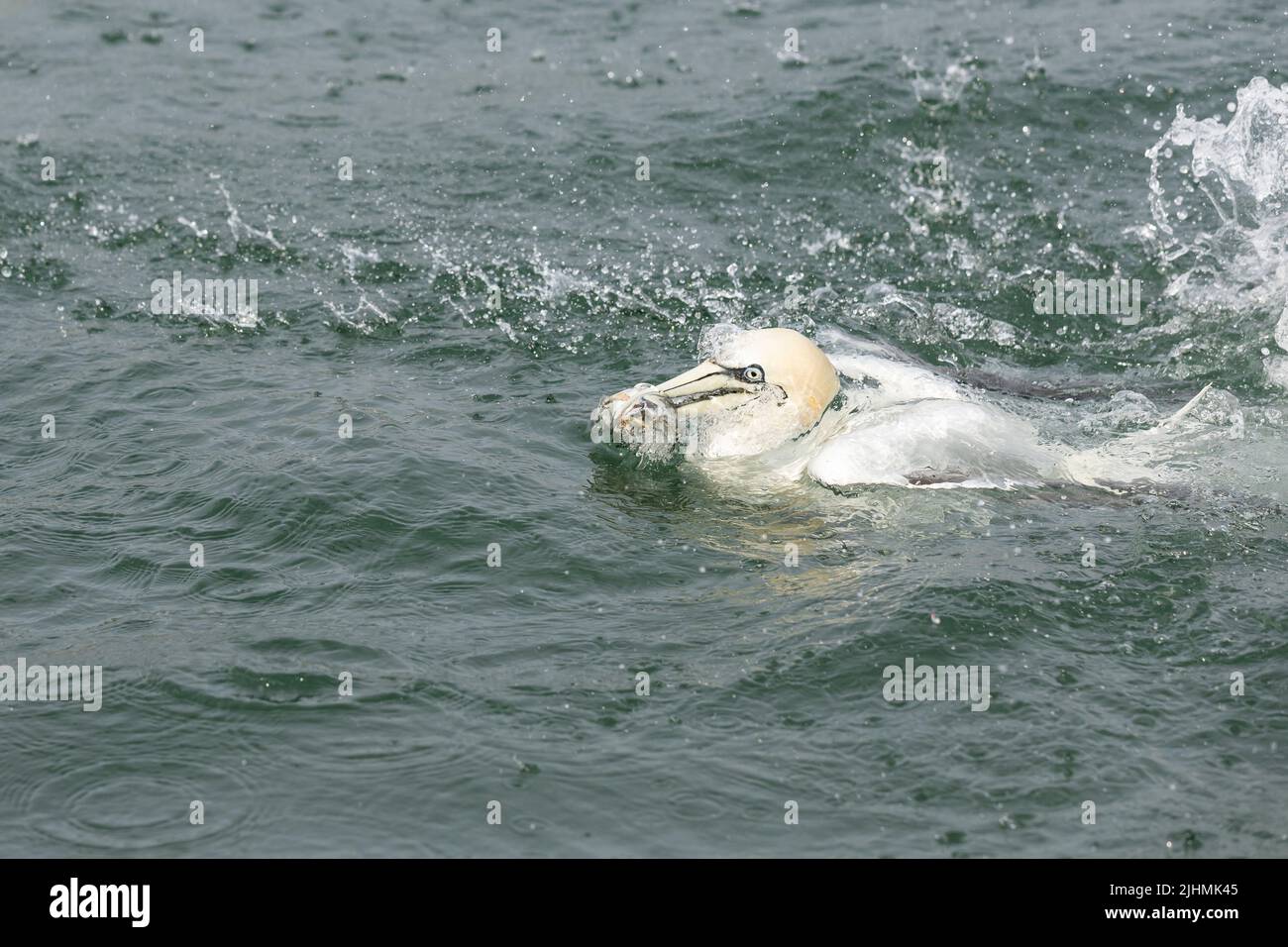 Gannet (Morus bassanus) buceando en el Mar del Norte Foto de stock