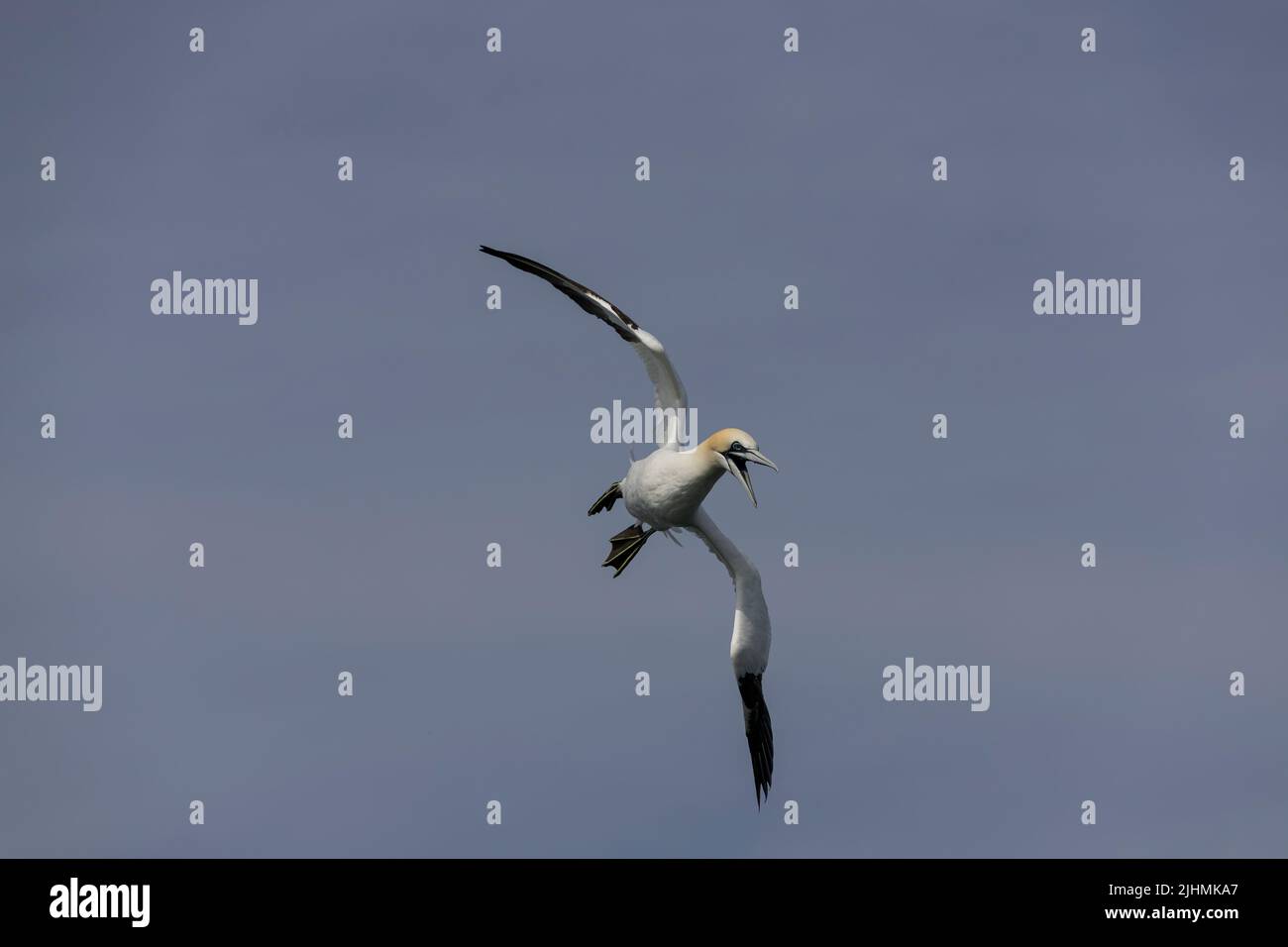 Gannet (Morus bassanus) en vuelo sobre el Mar del Norte Foto de stock