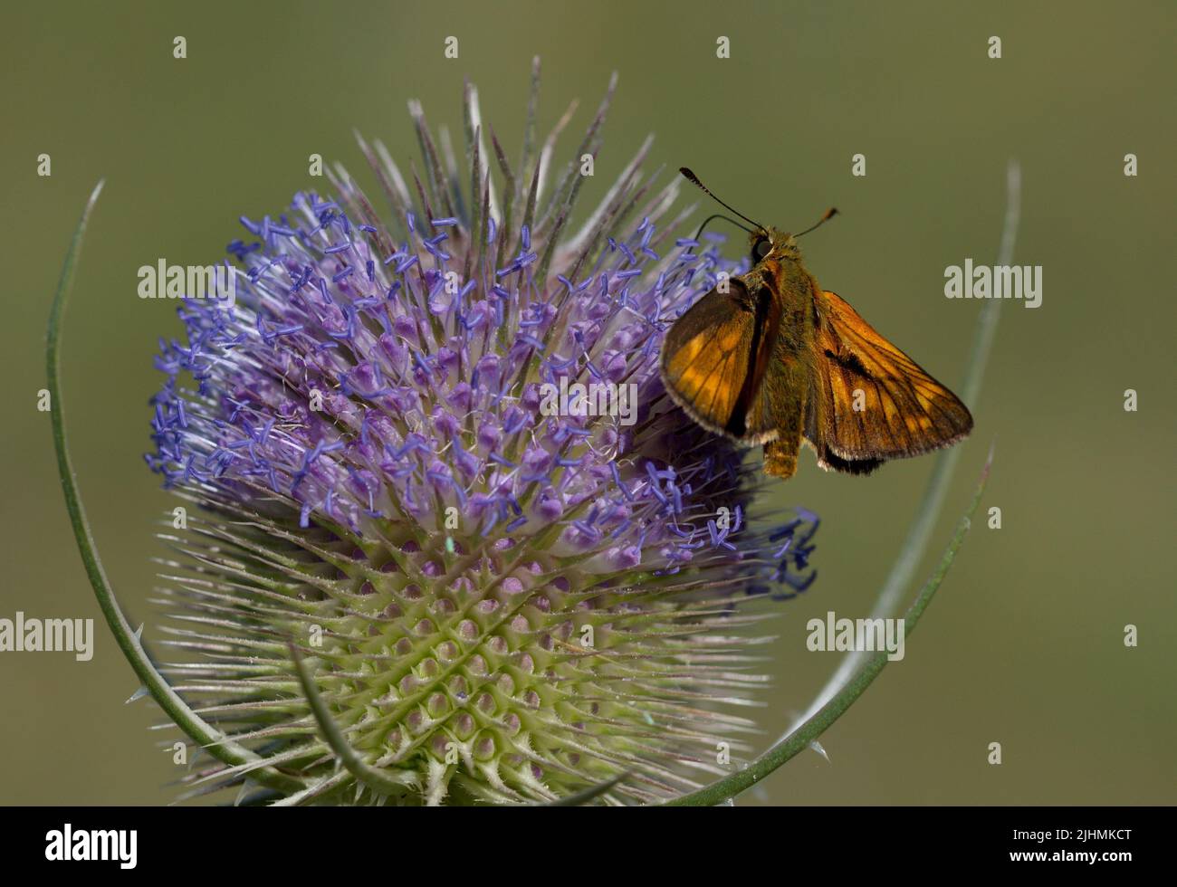 Buttelfly en una flor en verano Foto de stock