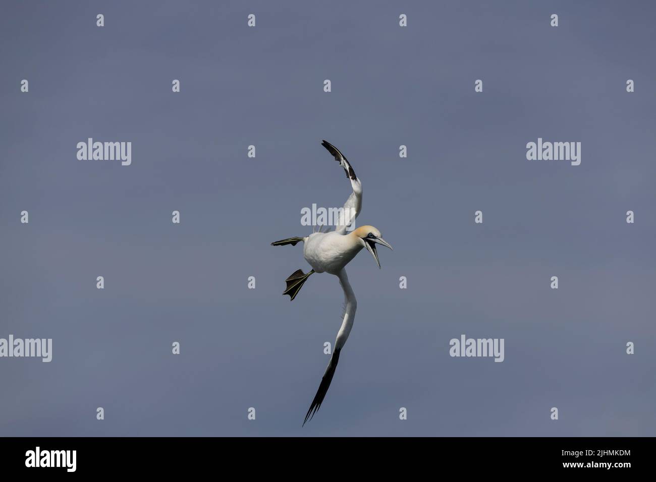 Gannet (Morus bassanus) en vuelo sobre el Mar del Norte Foto de stock