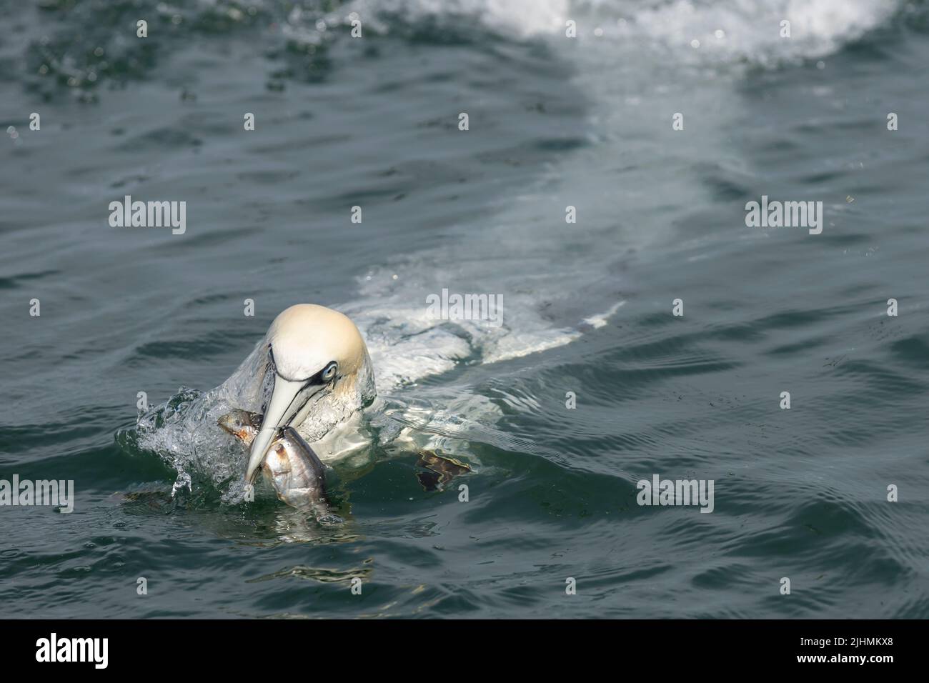 Gannet (Morus bassanus) buceo en el Mar del Norte Foto de stock