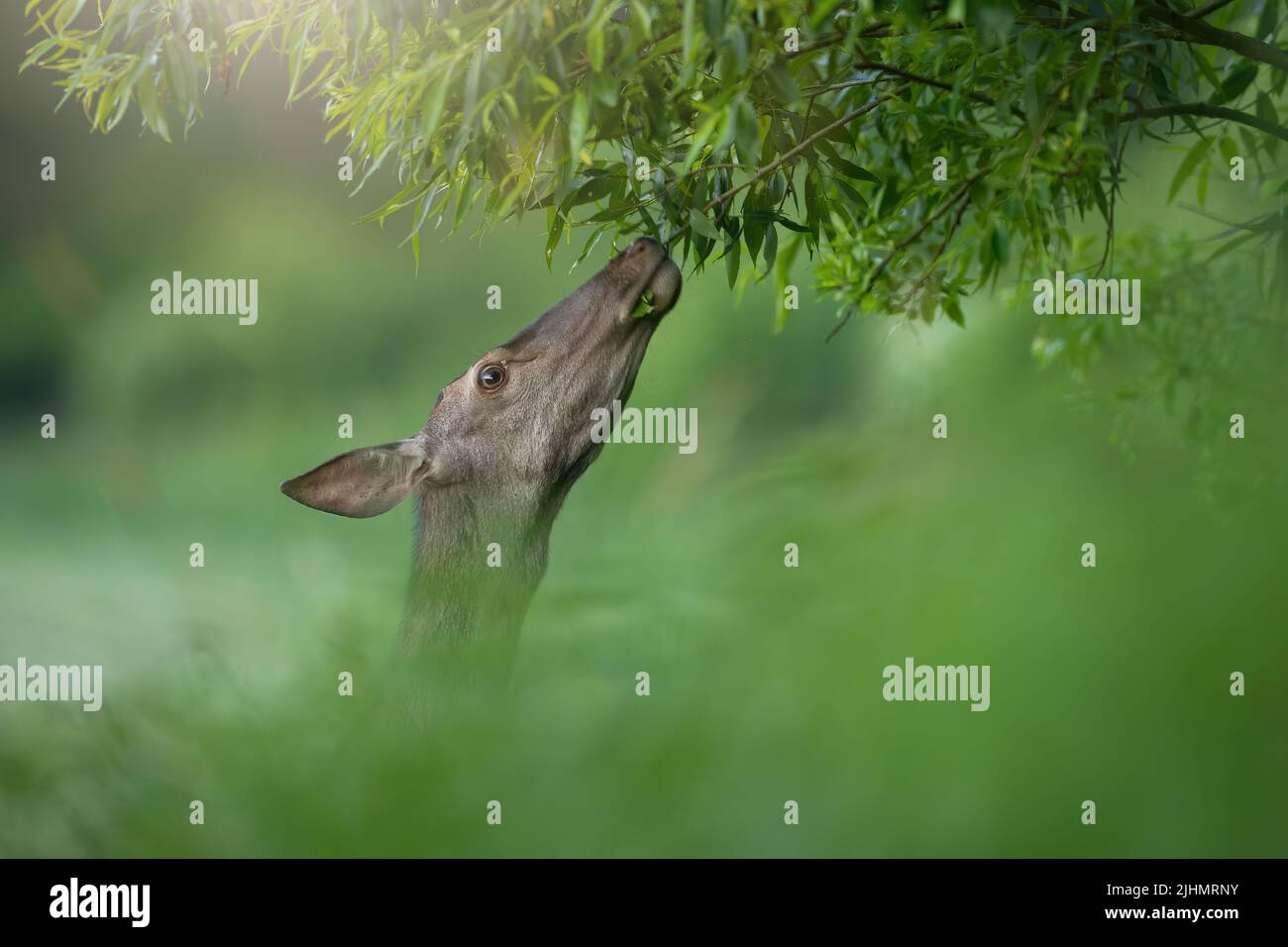 Retrato de ciervo rojo estirando el cuello hasta las hojas del árbol Foto de stock