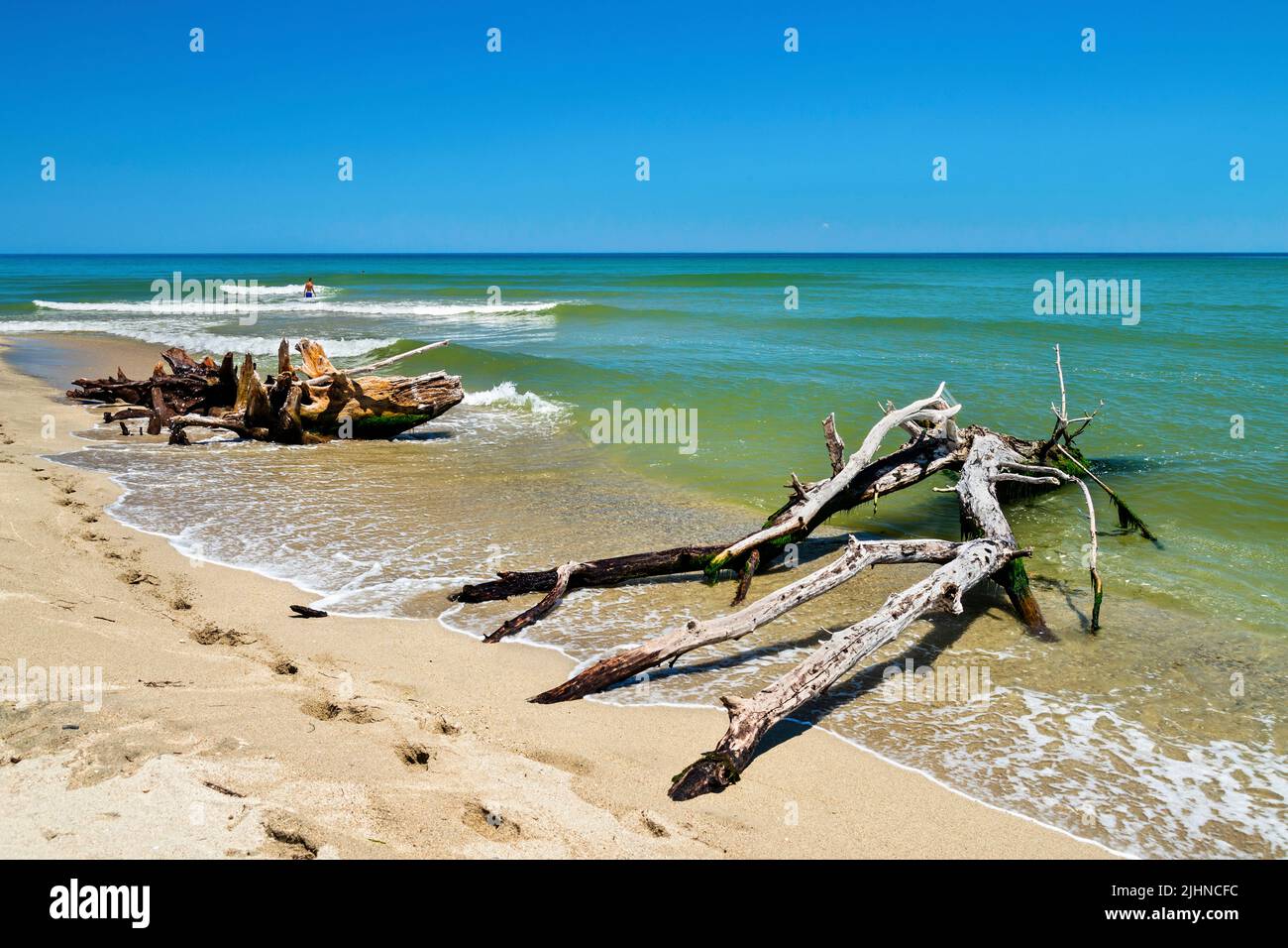 Driftwood en la playa de Kuloura, justo al lado del estuario del río Pineios, Larissa, Tesalia, Grecia. Foto de stock