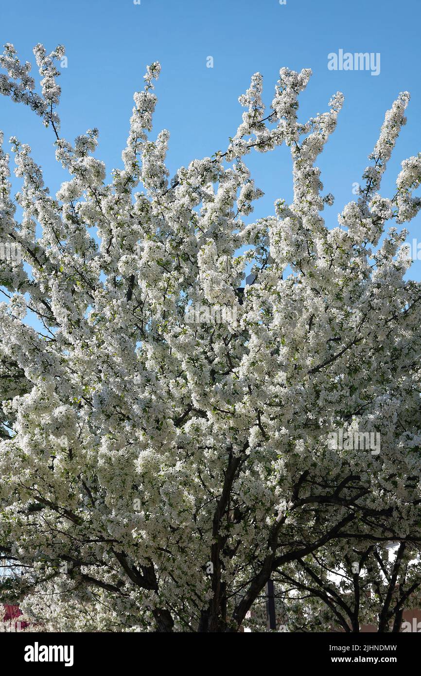árbol floreciendo de primavera, blanco, grande, naturaleza, abundante exhibición, Caducifolio, PA; Pensilvania Foto de stock