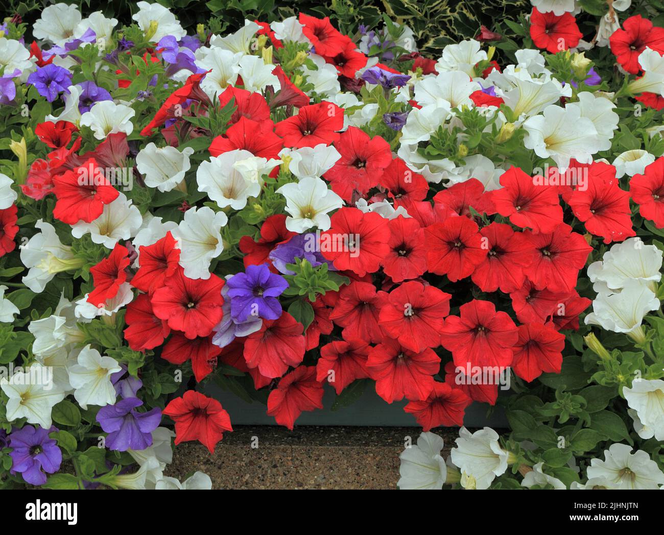 Petunias, rojo, blanco, púrpura azul, contenedor de montaje en pared, jardín, jardinería, Norfolk, Inglaterra Foto de stock