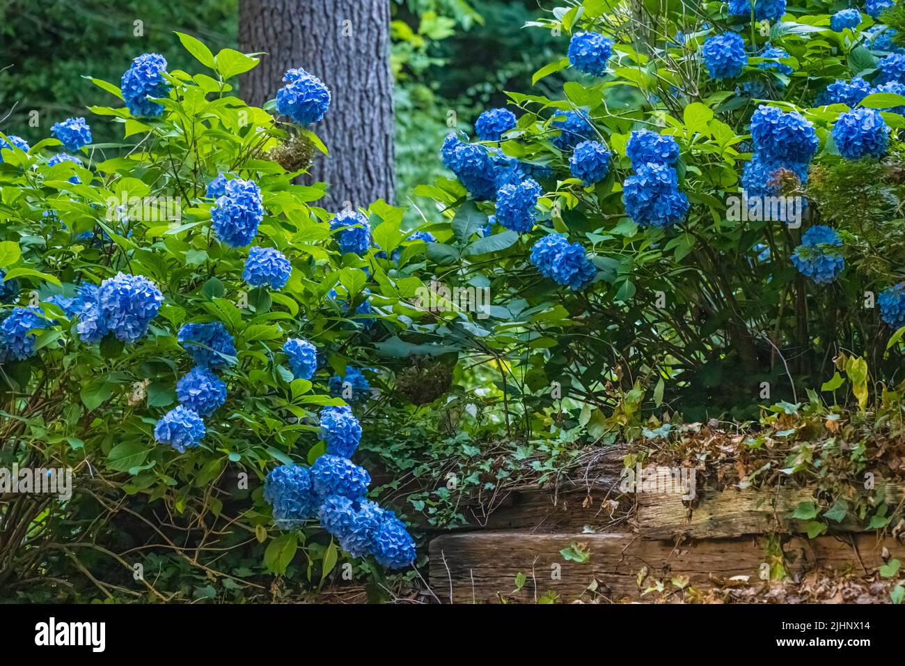 Hortensias azules vibrantes en el Parque Estatal Vogel en las Montañas del Norte de Georgia. (ESTADOS UNIDOS) Foto de stock