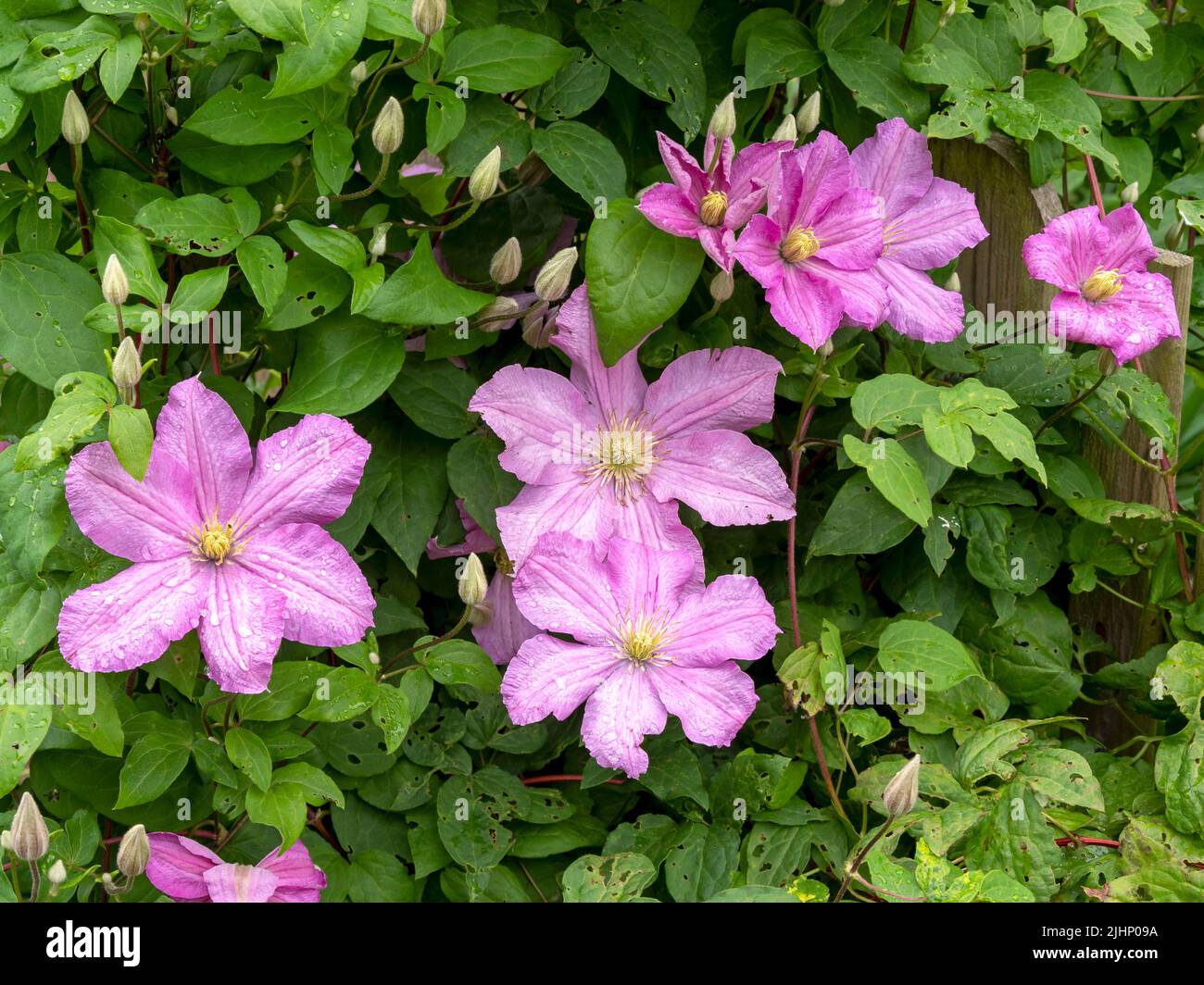 Flores Clematis de color rosa. Yemas y hojas verdes Foto de stock