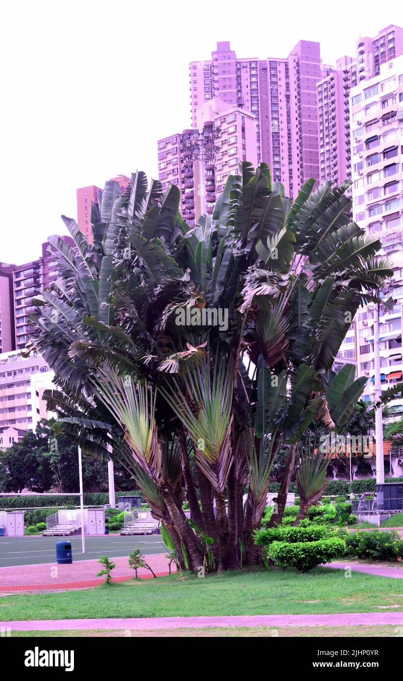 Planta tropical grande en un parque urbano, Hong Kong Foto de stock