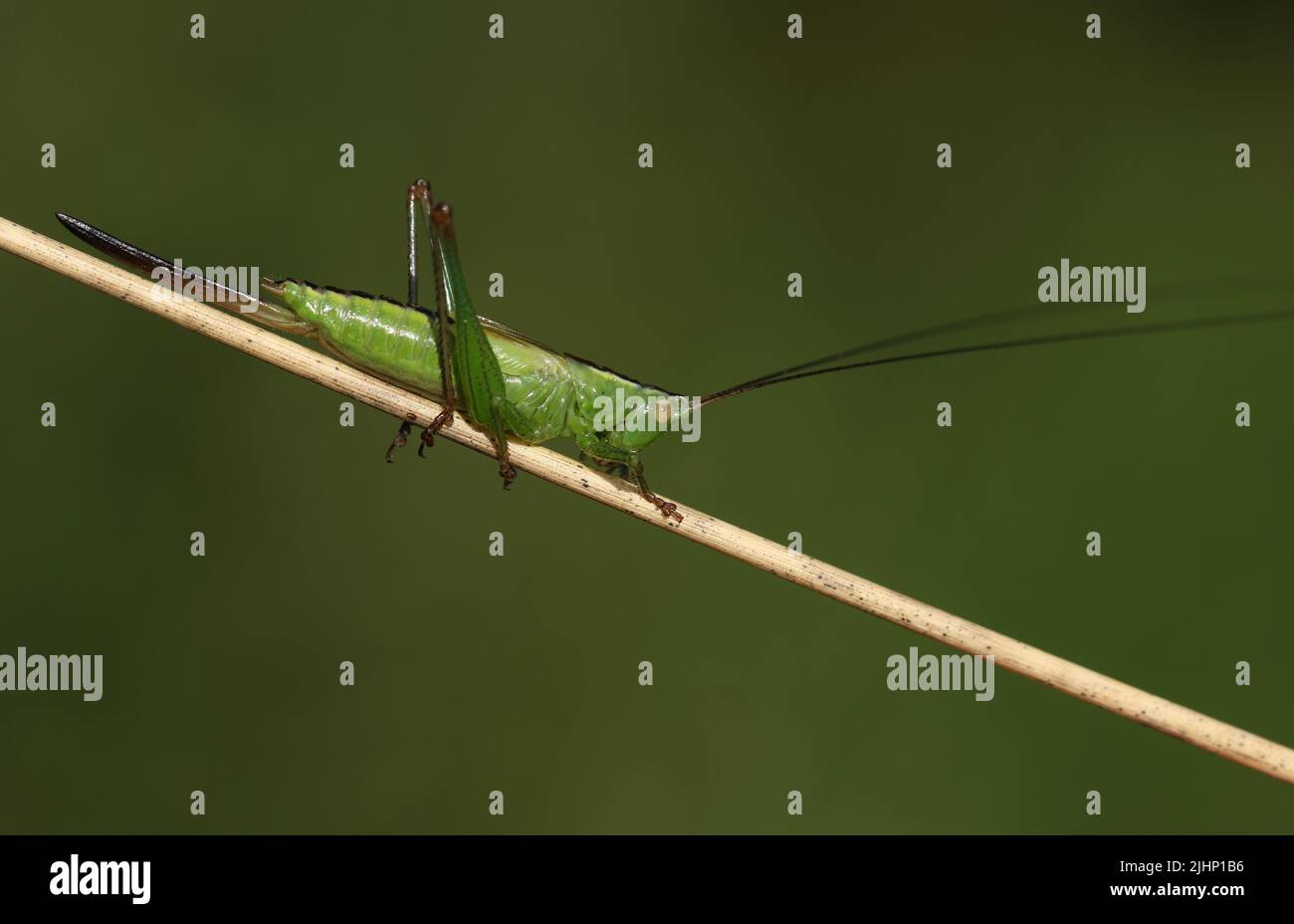 Conocephalus fuscus, un cricket de cabeza cónica con alas largas, que descansa sobre un tallo vegetal en un prado. Foto de stock