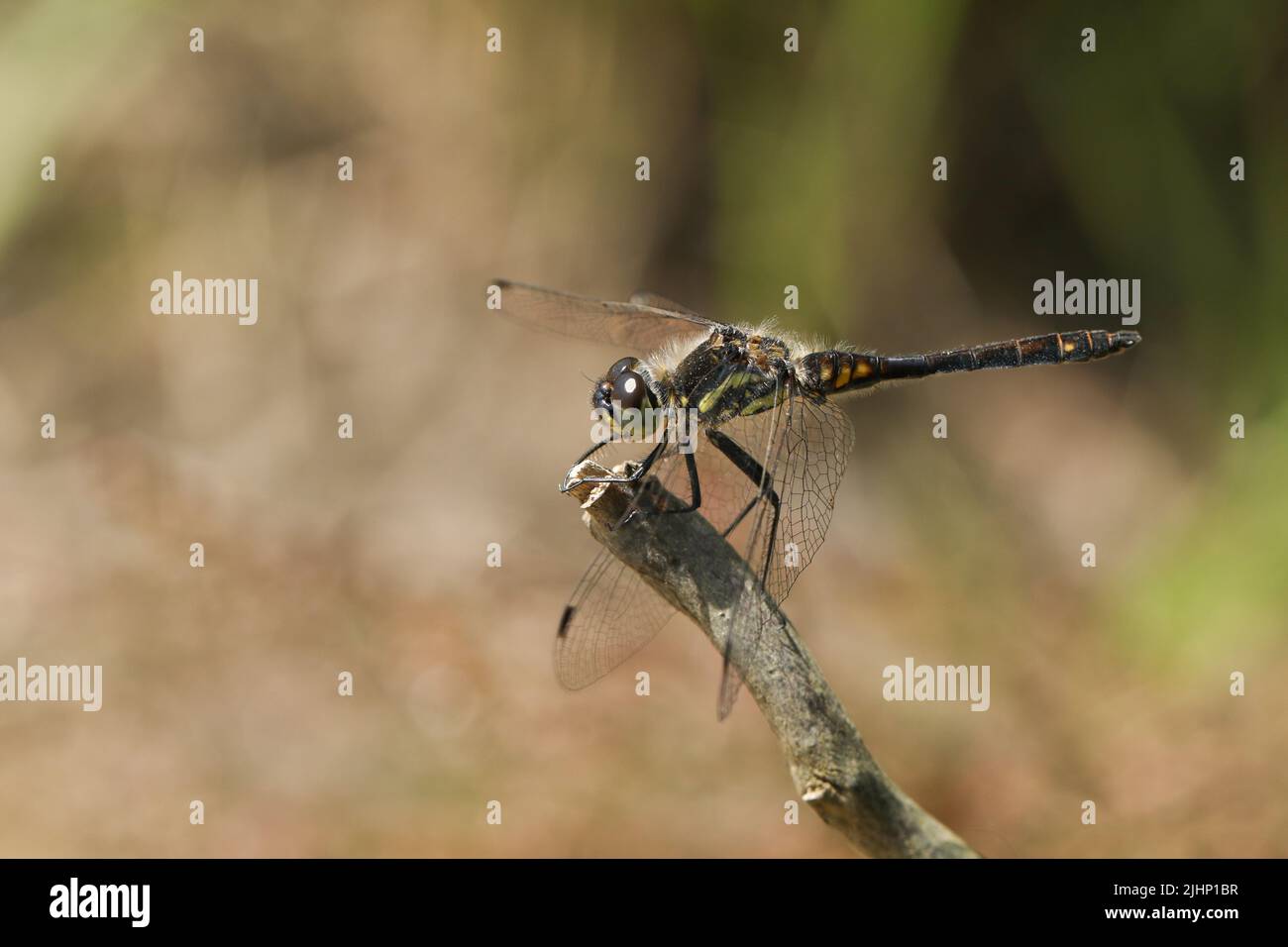 Un hombre impresionante Dragonfly Darter Negro, Sympetrum danae, posando en una ramita en el borde de un pantano. Foto de stock