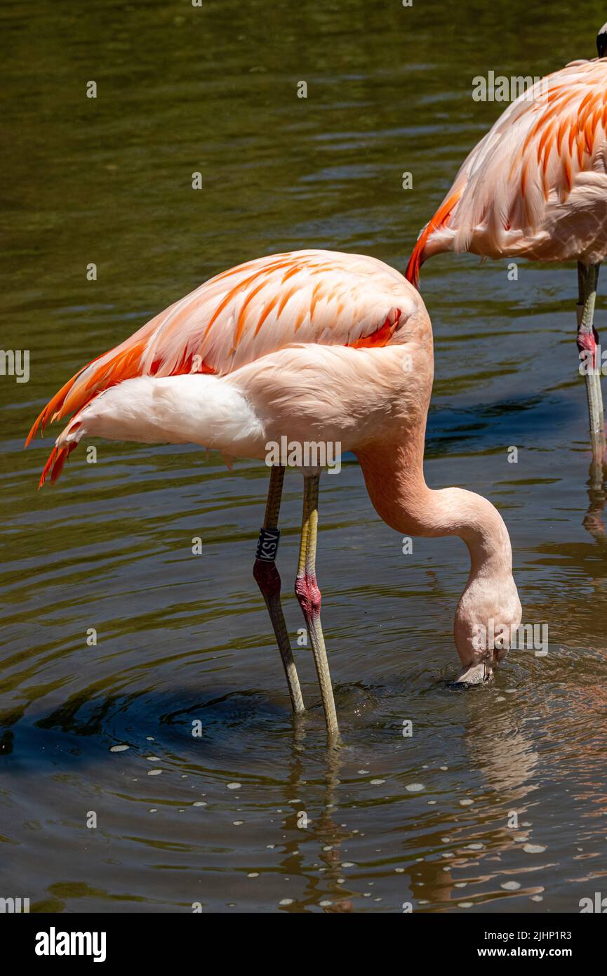 arma Tengo una clase de ingles para donar Flamingo habitat fotografías e imágenes de alta resolución - Alamy