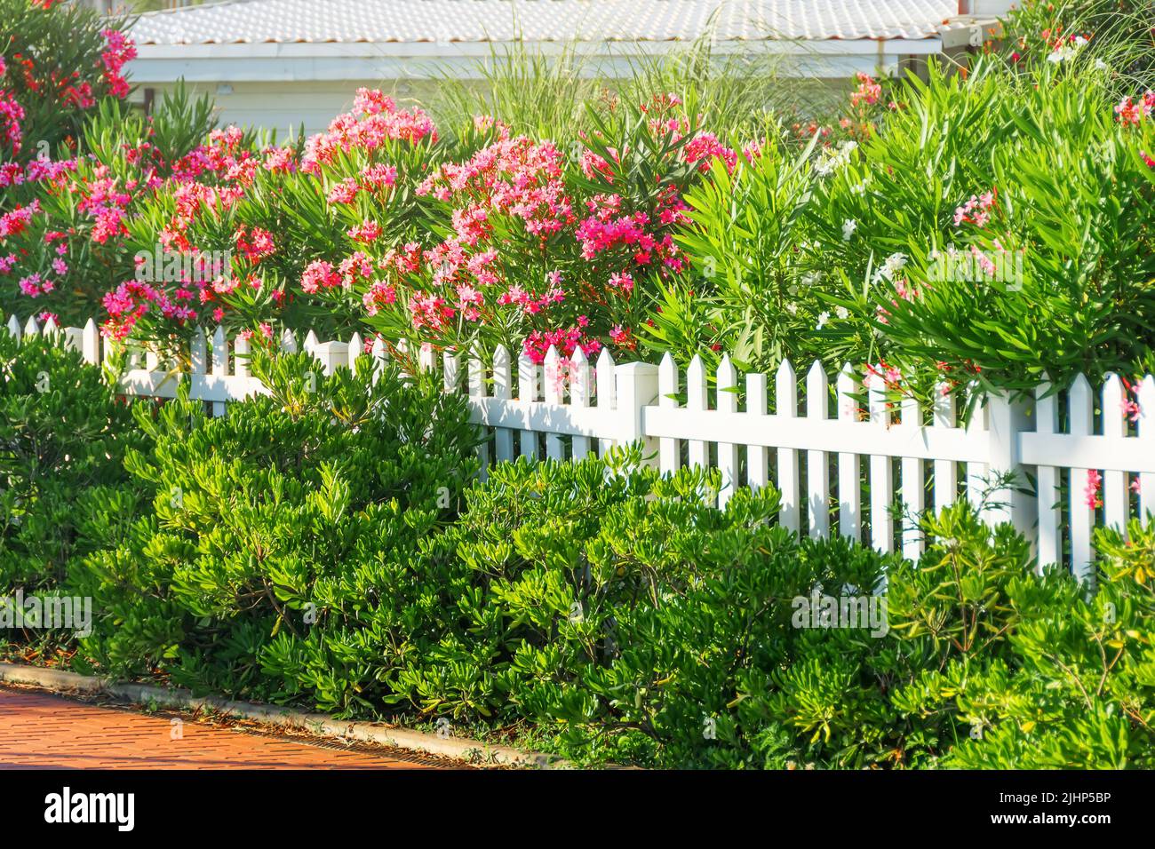 Verde callejón de la ciudad con adelfa en flor y arbustos verdes cerca de una valla de madera pintada de blanco Foto de stock