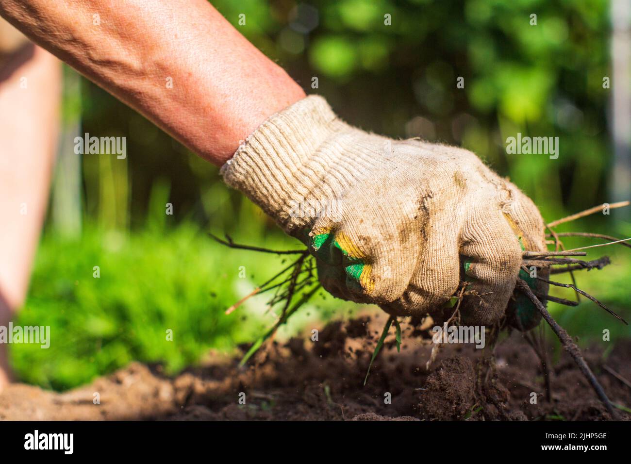 La mano de una mujer está pellizcando la hierba. Control de malezas y plagas en el jardín Foto de stock