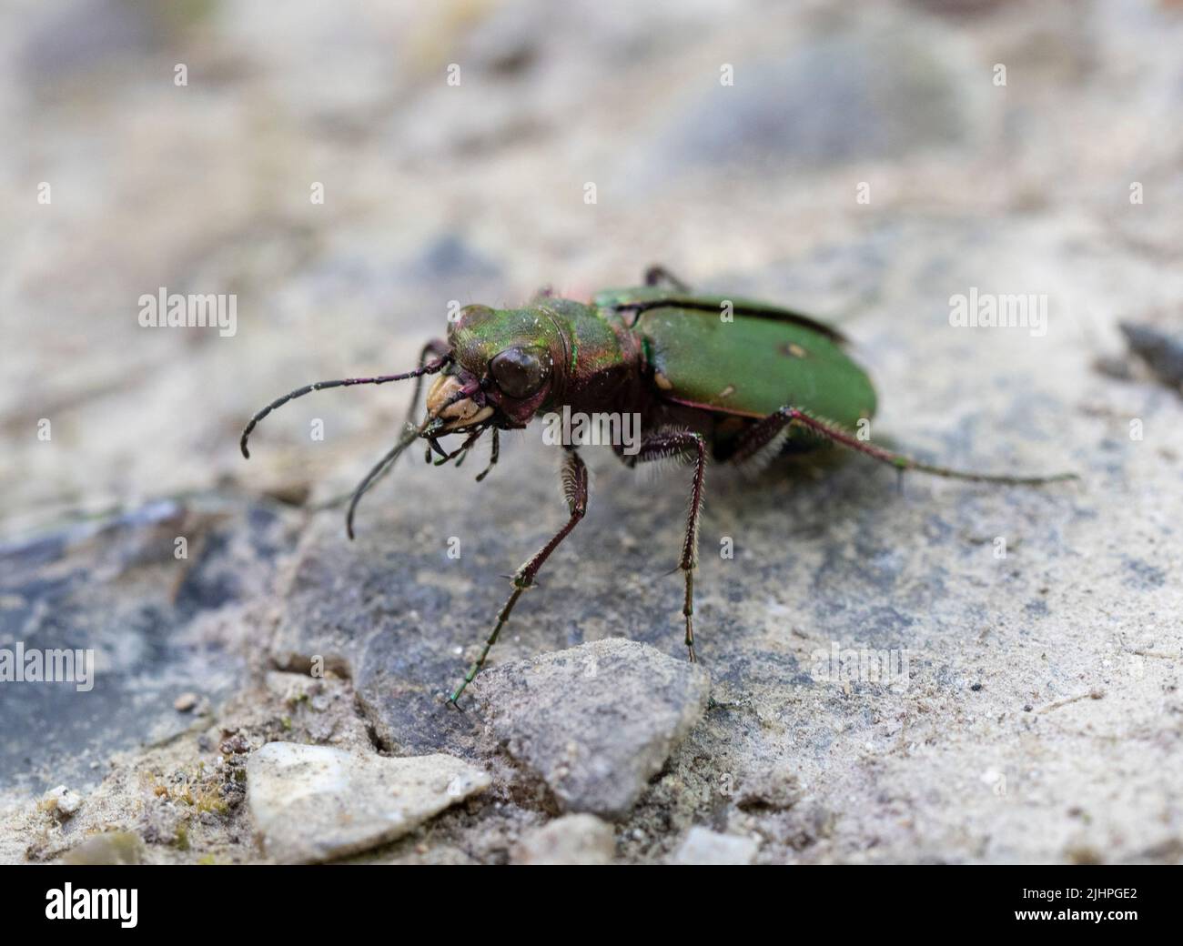 Escarabajo Tigre Verde, (Cicindela campestris) Bonsaid Woodlands, Kent Reino Unido Foto de stock