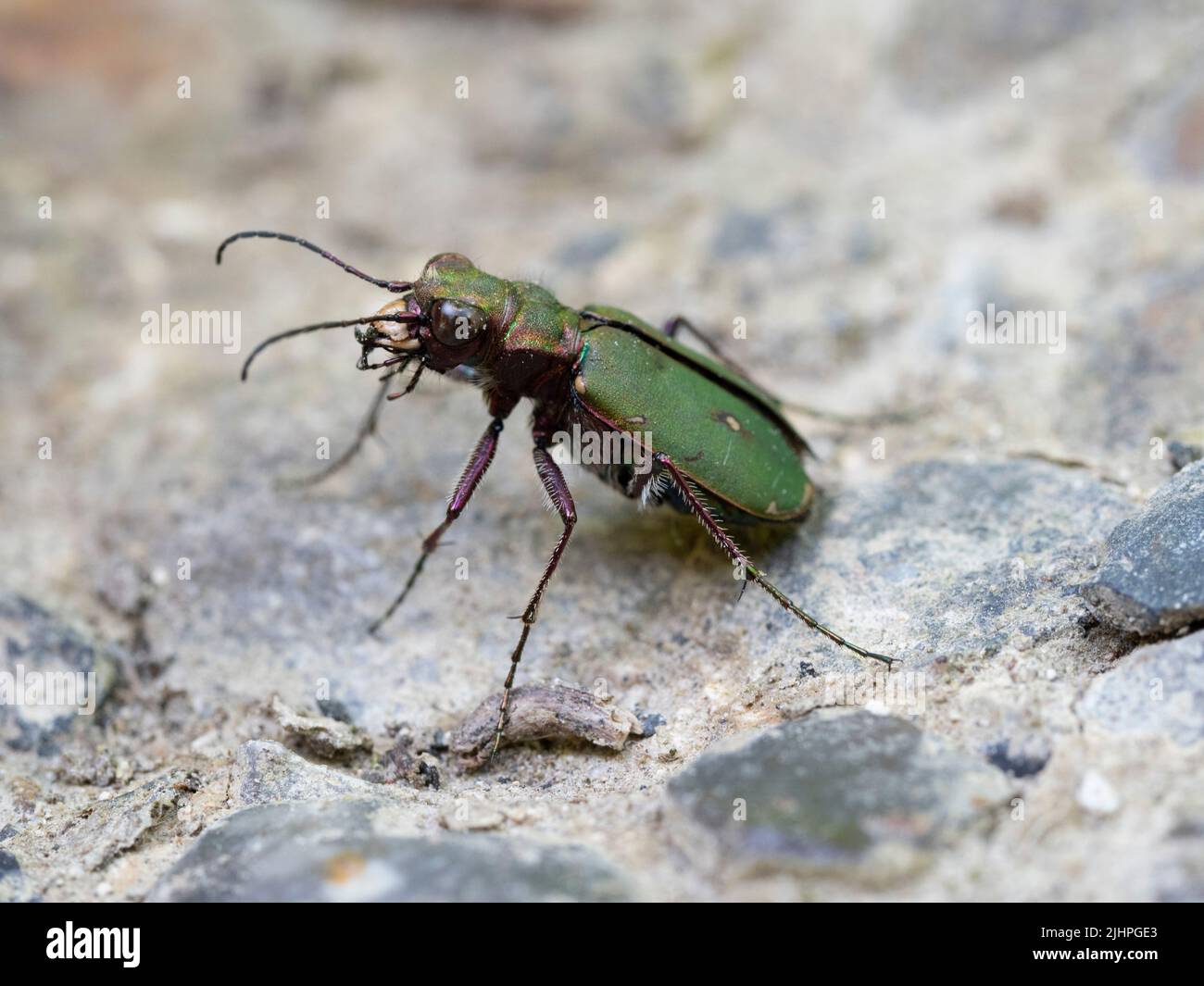 Escarabajo Tigre Verde, (Cicindela campestris) Bonsaid Woodlands, Kent Reino Unido Foto de stock